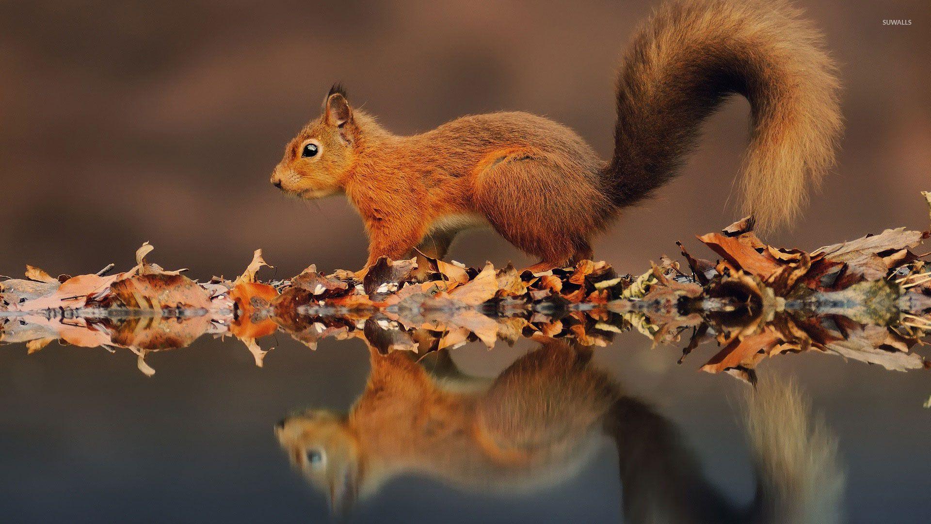 1920x1080 Squirrel reflected in the water wallpaper