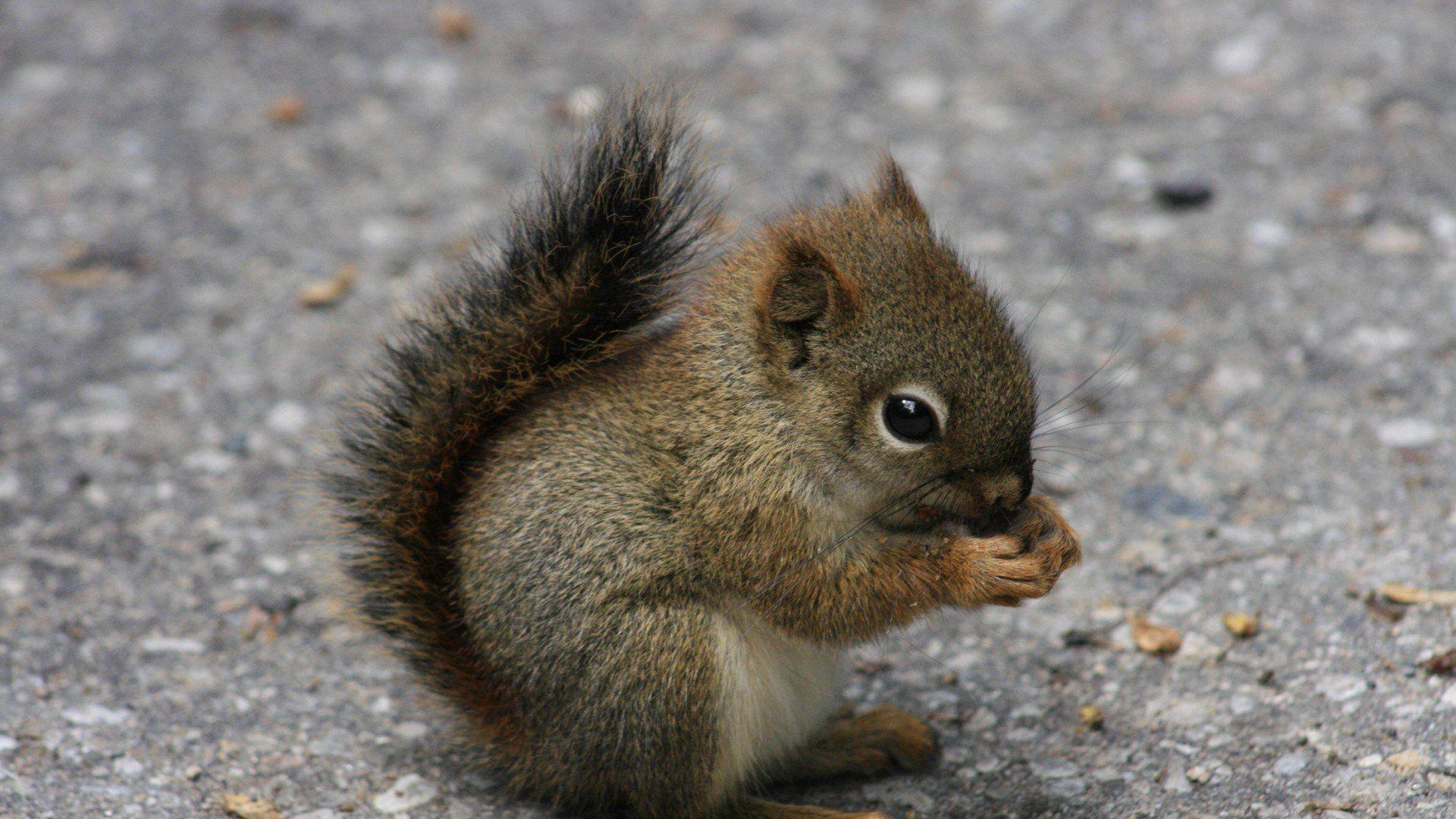 1920x1080 Squirrel, HD Animals, 4k Wallpaper, Image, Background