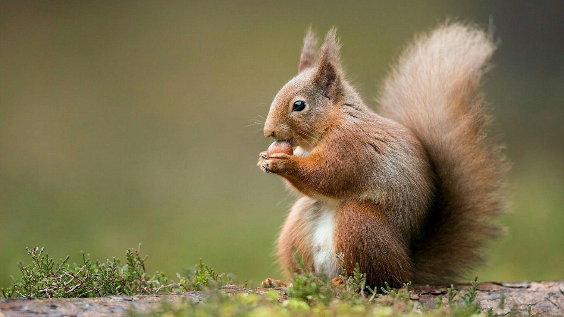 1920x1080 Squirrel Wallpaper