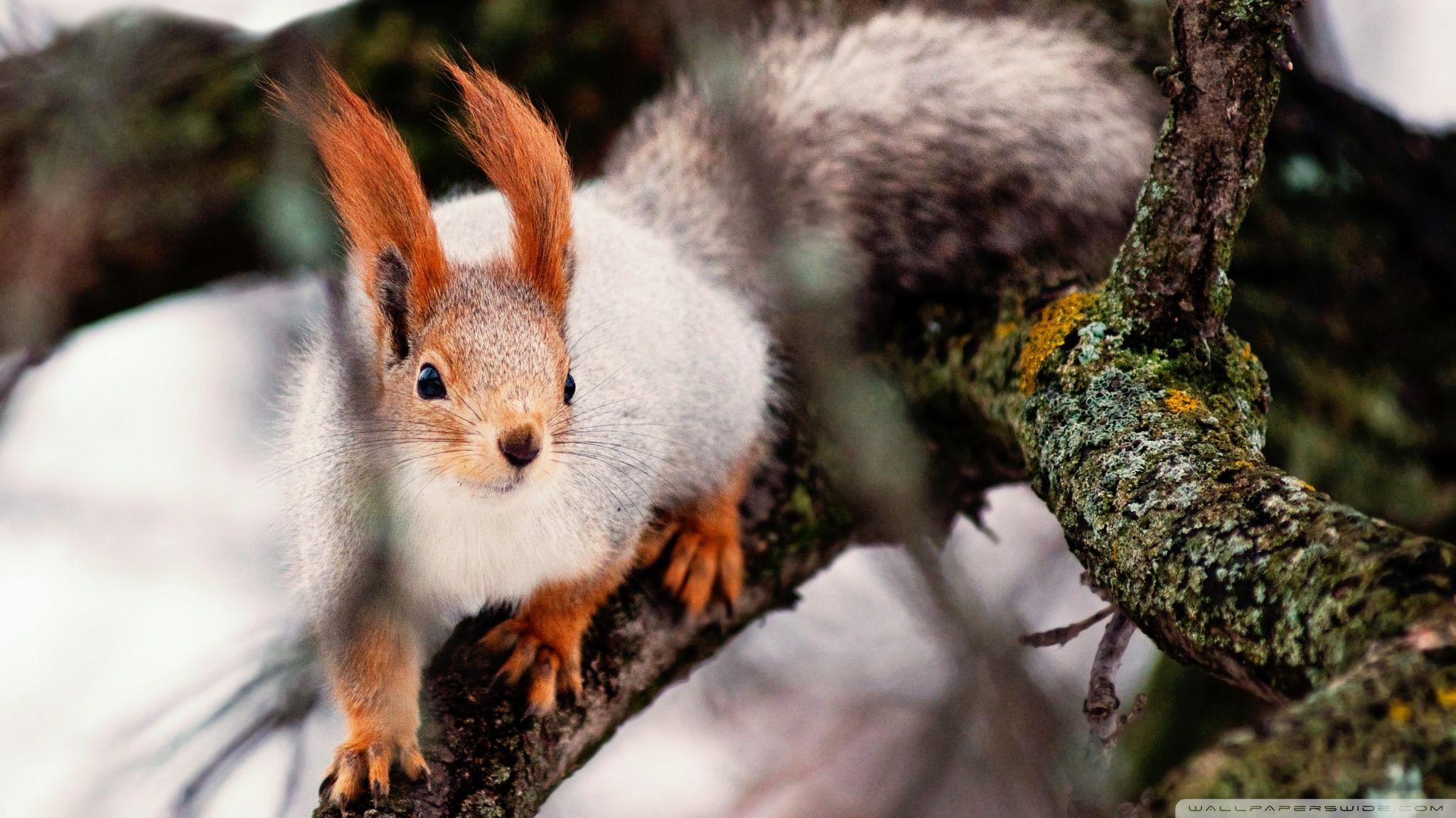 2048x1152 Squirrel Wallpaper High Quality