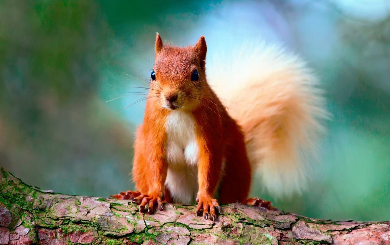 1280x804 Cute Red Squirrel wallpaper. Cute Red Squirrel