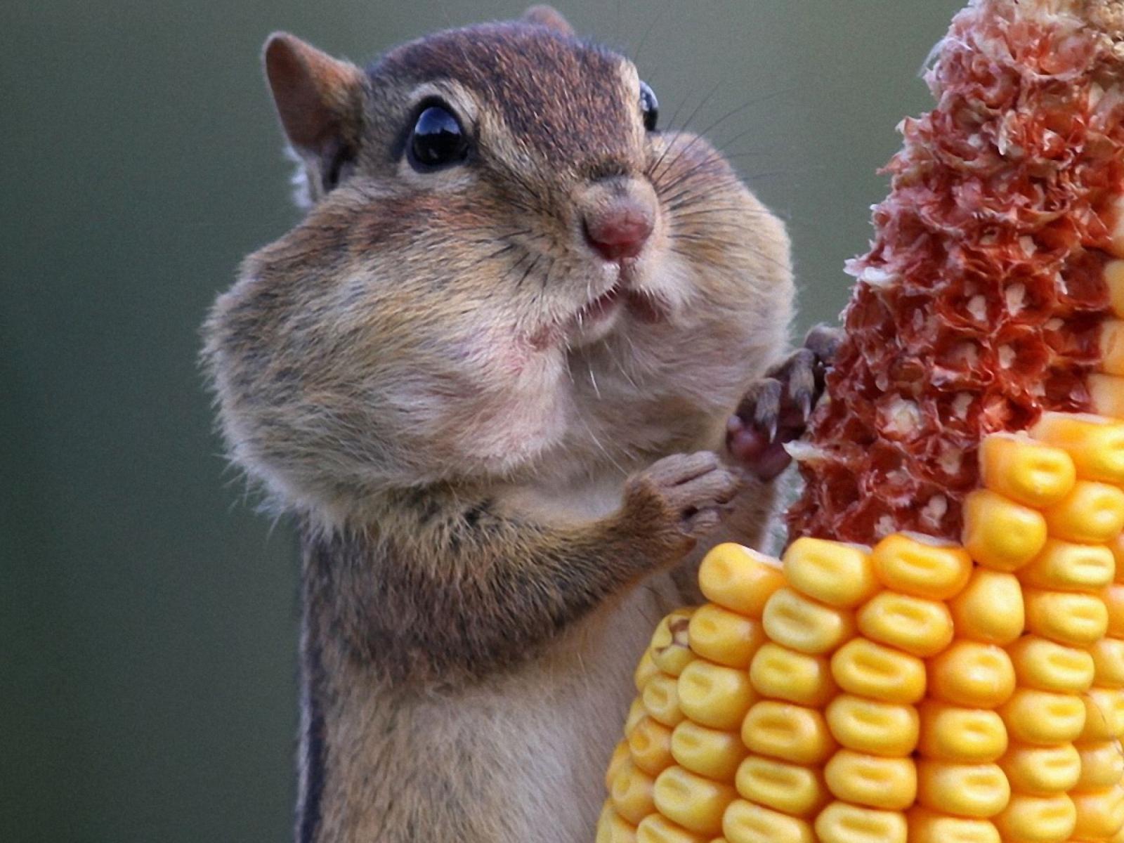1600x1200 Squirrel Wallpaper 13 X 2048