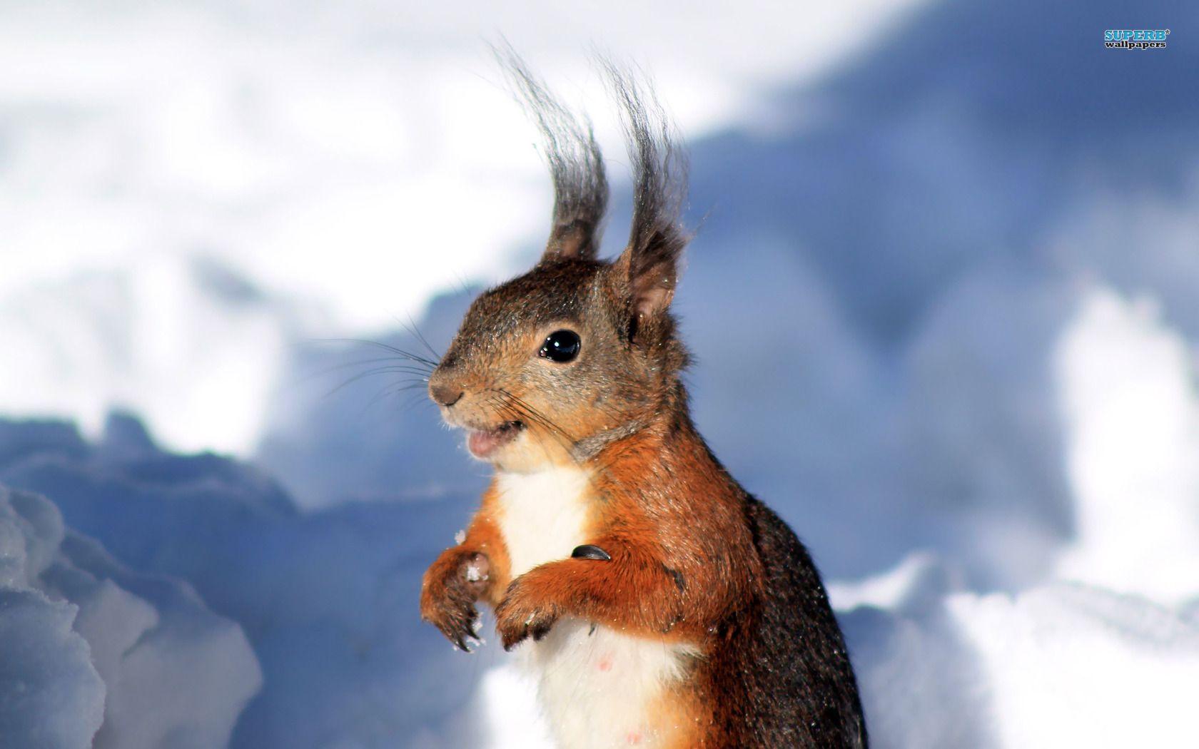 1680x1050 Squirrel wallpaperx1050