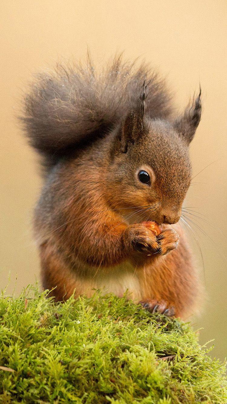 750x1334 Squirrel iPhone HD Wallpaper