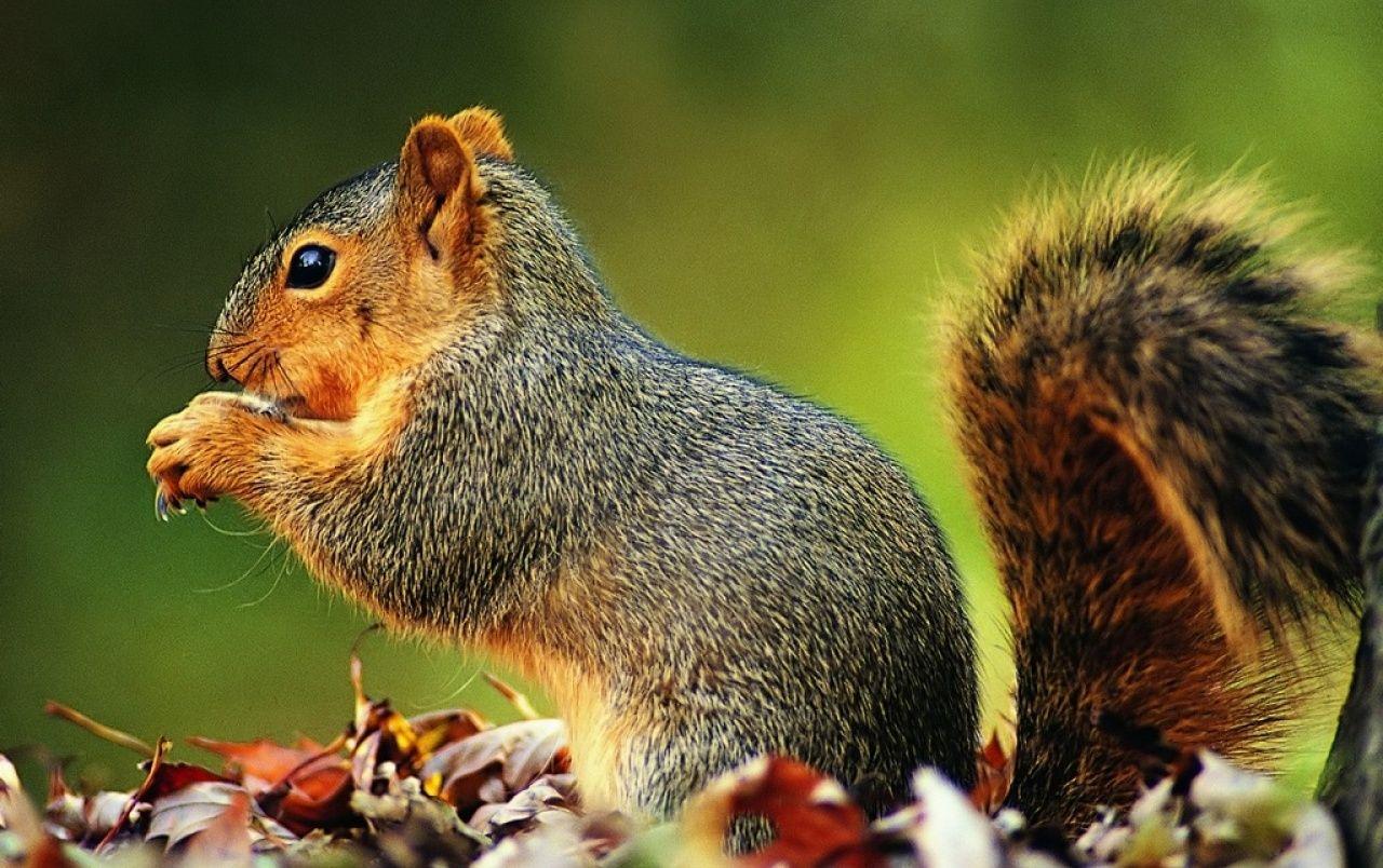 1280x804 Playfull squirrel wallpaper. Playfull squirrel