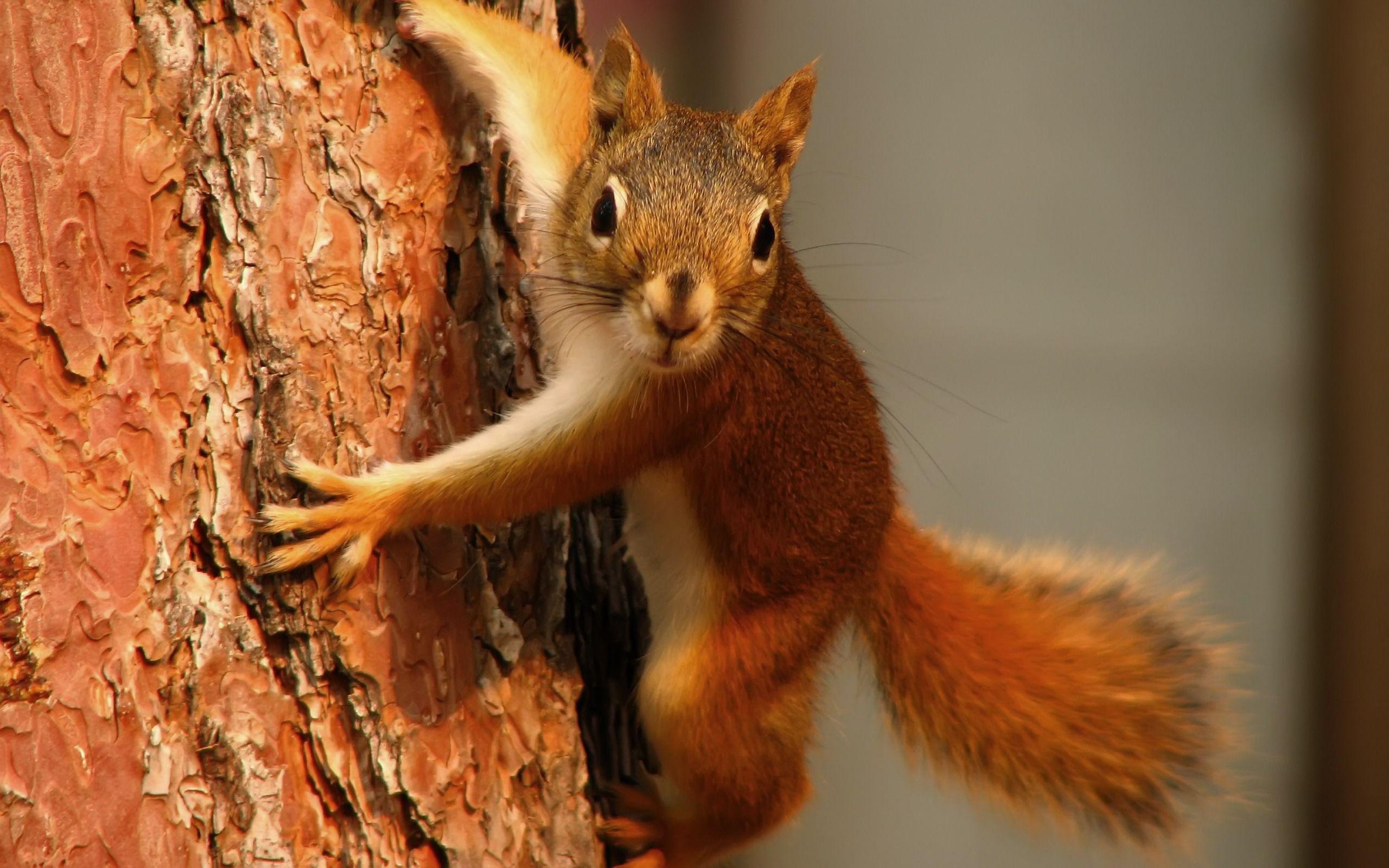 2560x1600 Squirrel Wallpaper 23 X 1600