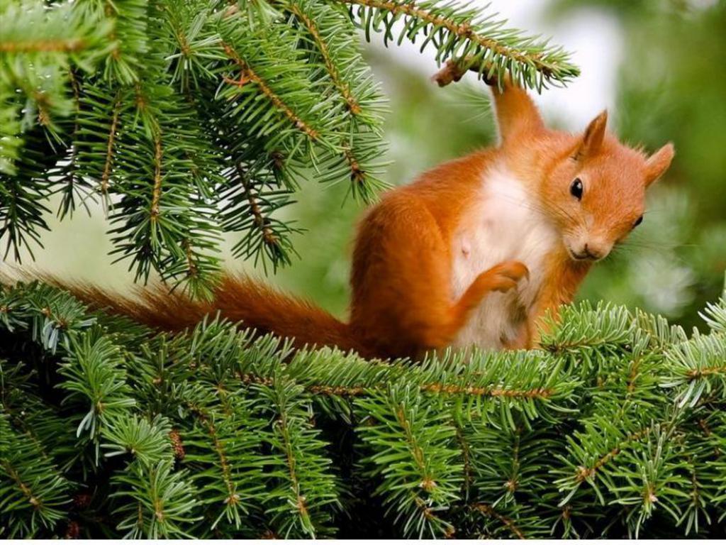 1024x768 Squirrel Wallpaper. Fun Animals Wiki, Videos, Picture