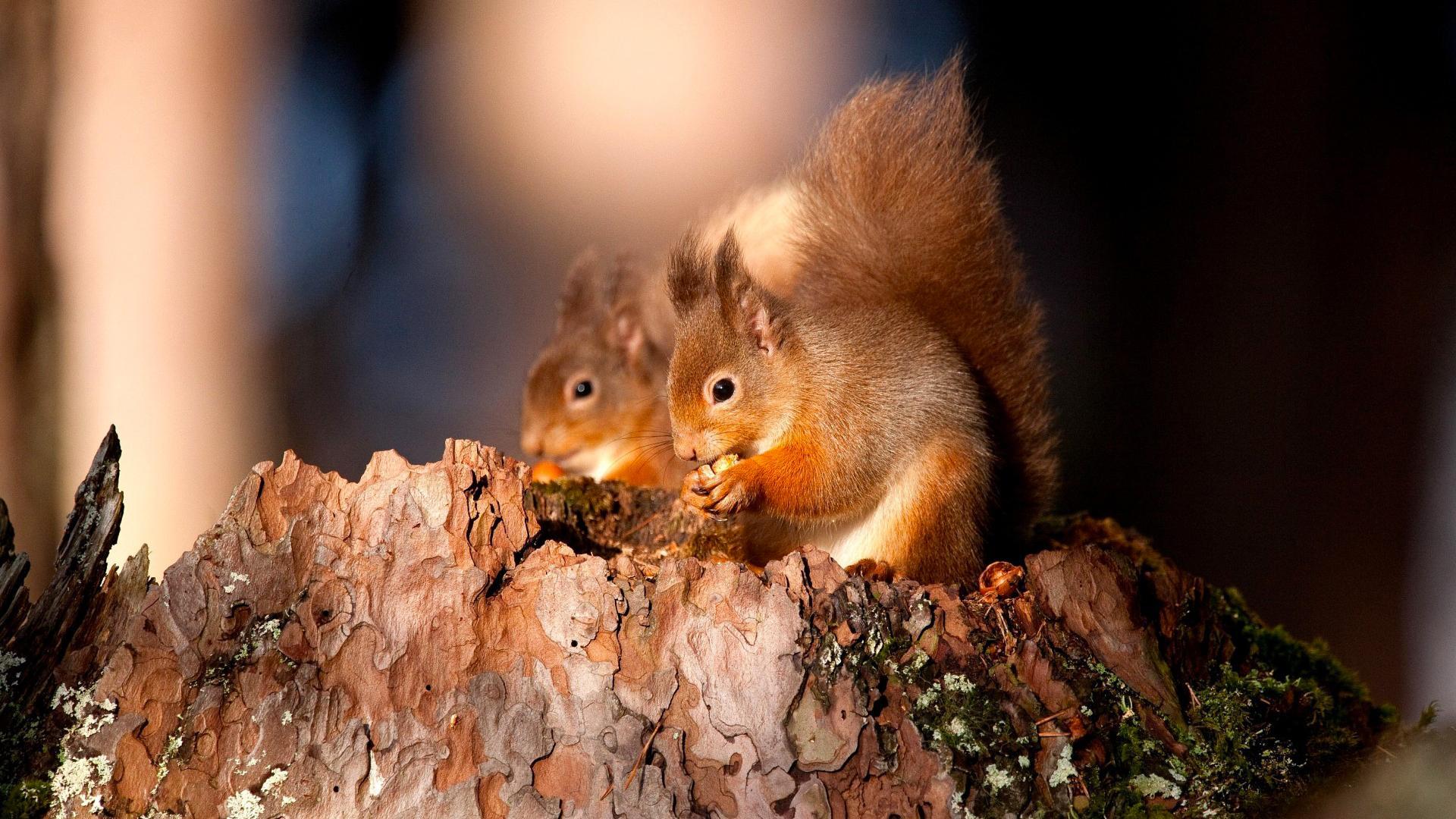 1920x1080 Squirrel Wallpaper