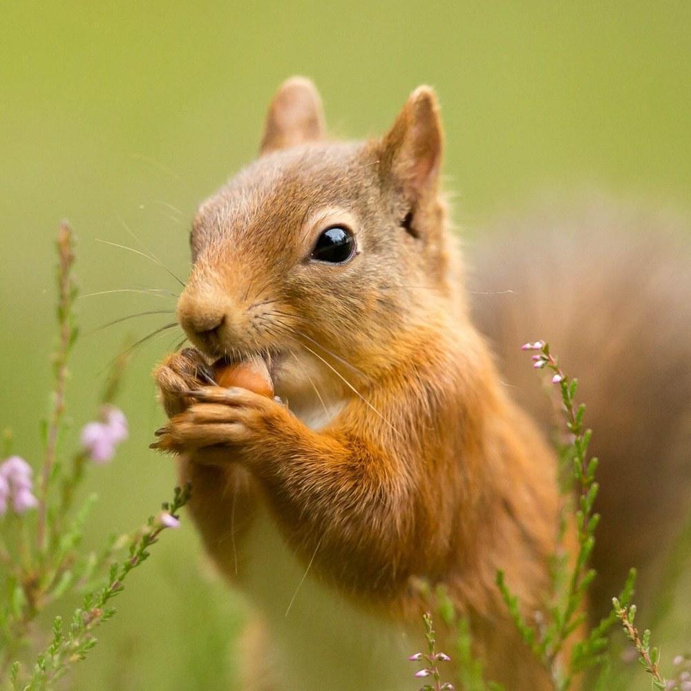 1000x1000 SQUIRREL Wallpaper v1 for Android
