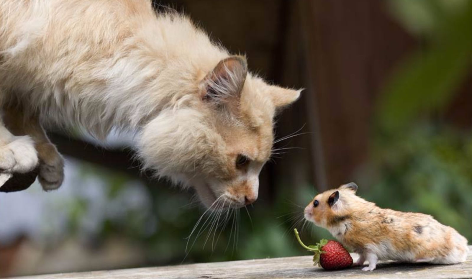 1600x946 Mouse Cat Animal Cute Cute Cat Wallpaper