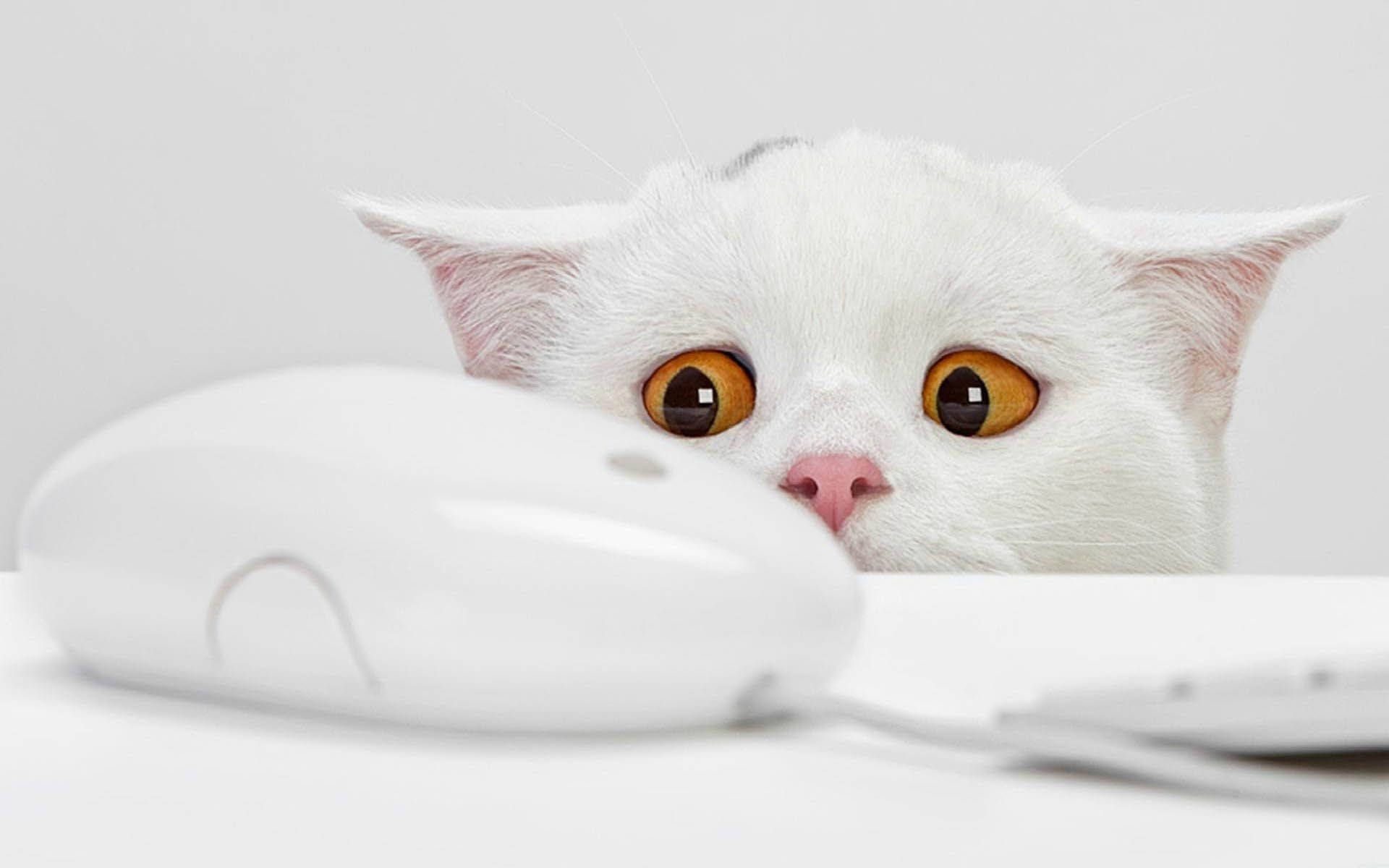 1920x1200 Cat Mouse Funny Desktop Wallpaper