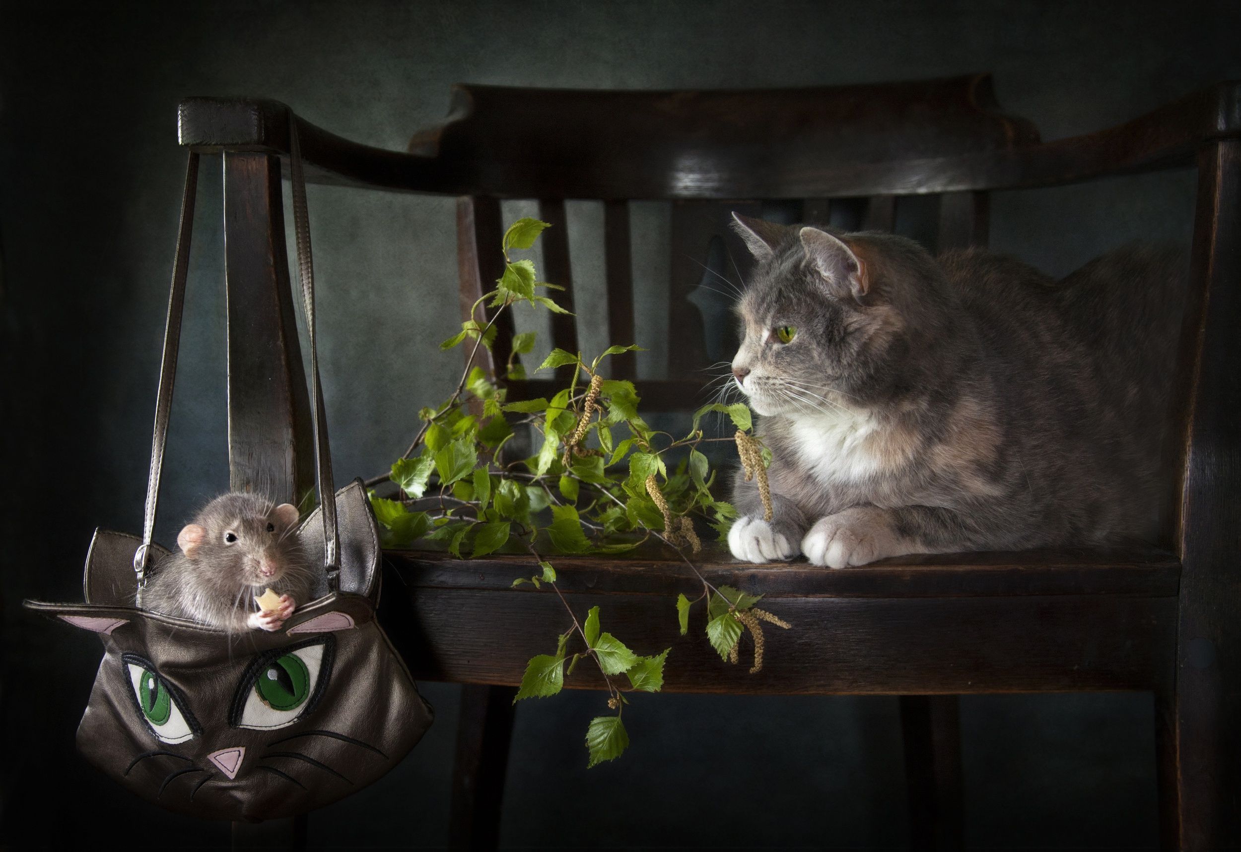 2500x1718 Chair Mouse Animal Cat HD Wallpaper