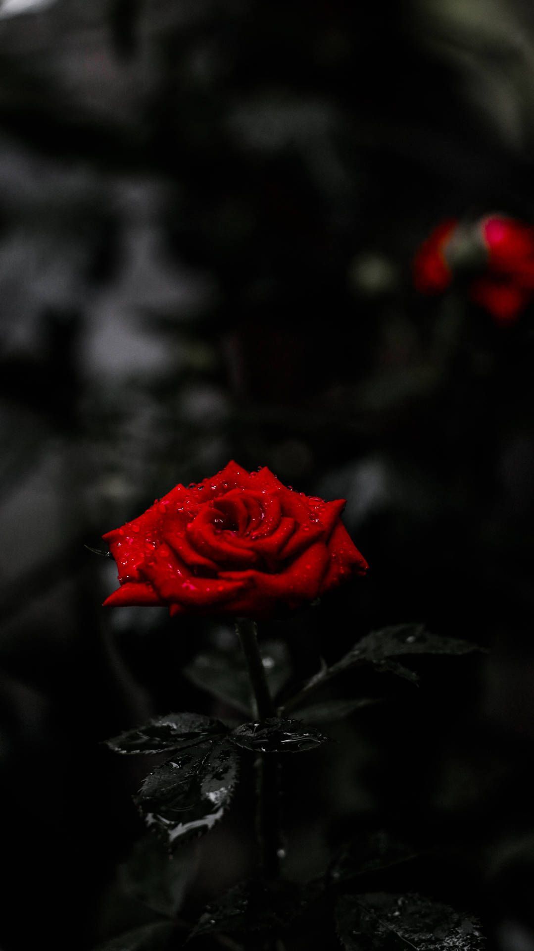 1079x1920 Red Rose Flower 8K Phone Wallpaper