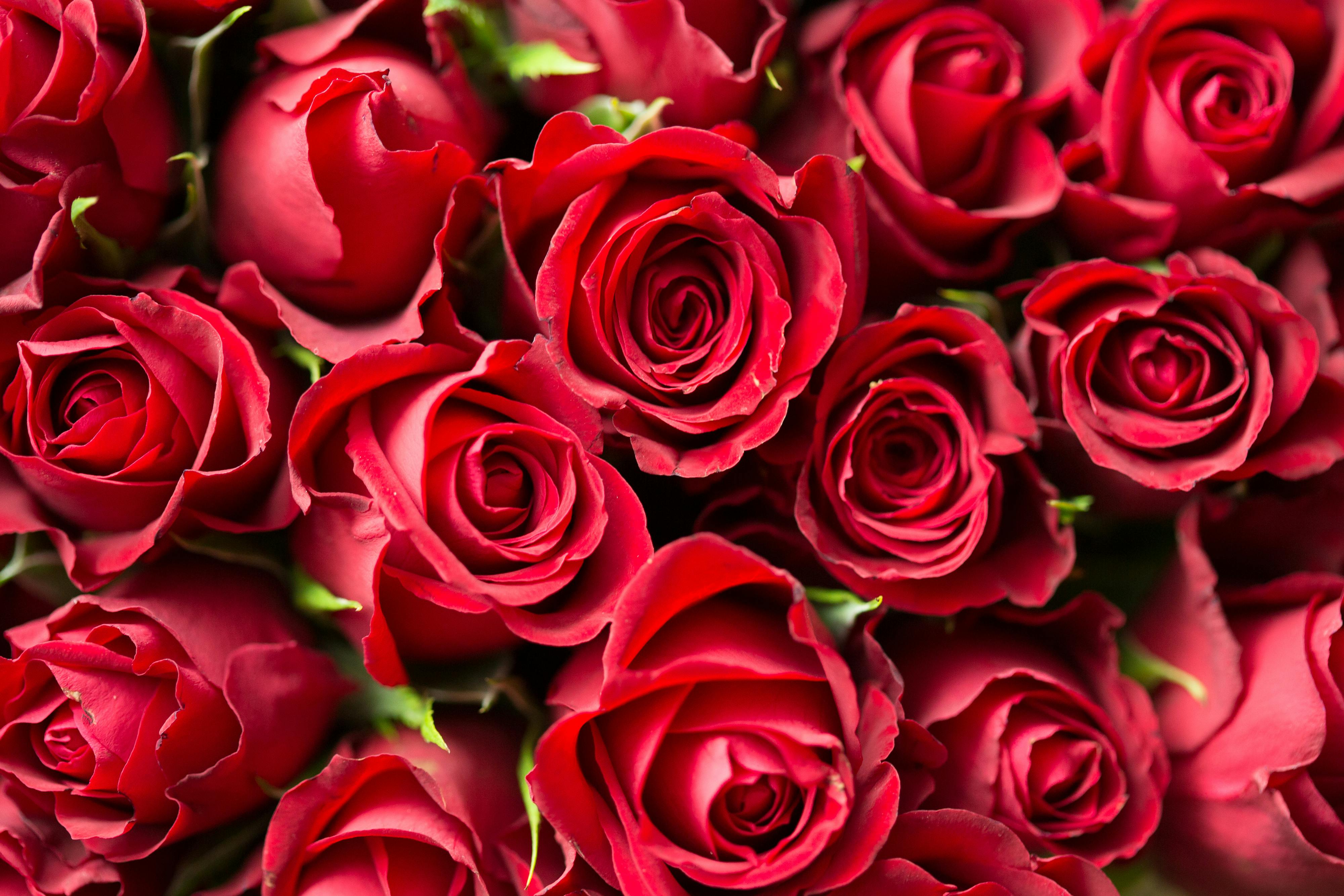 4000x2667 Best Rose Wallpaper Photo