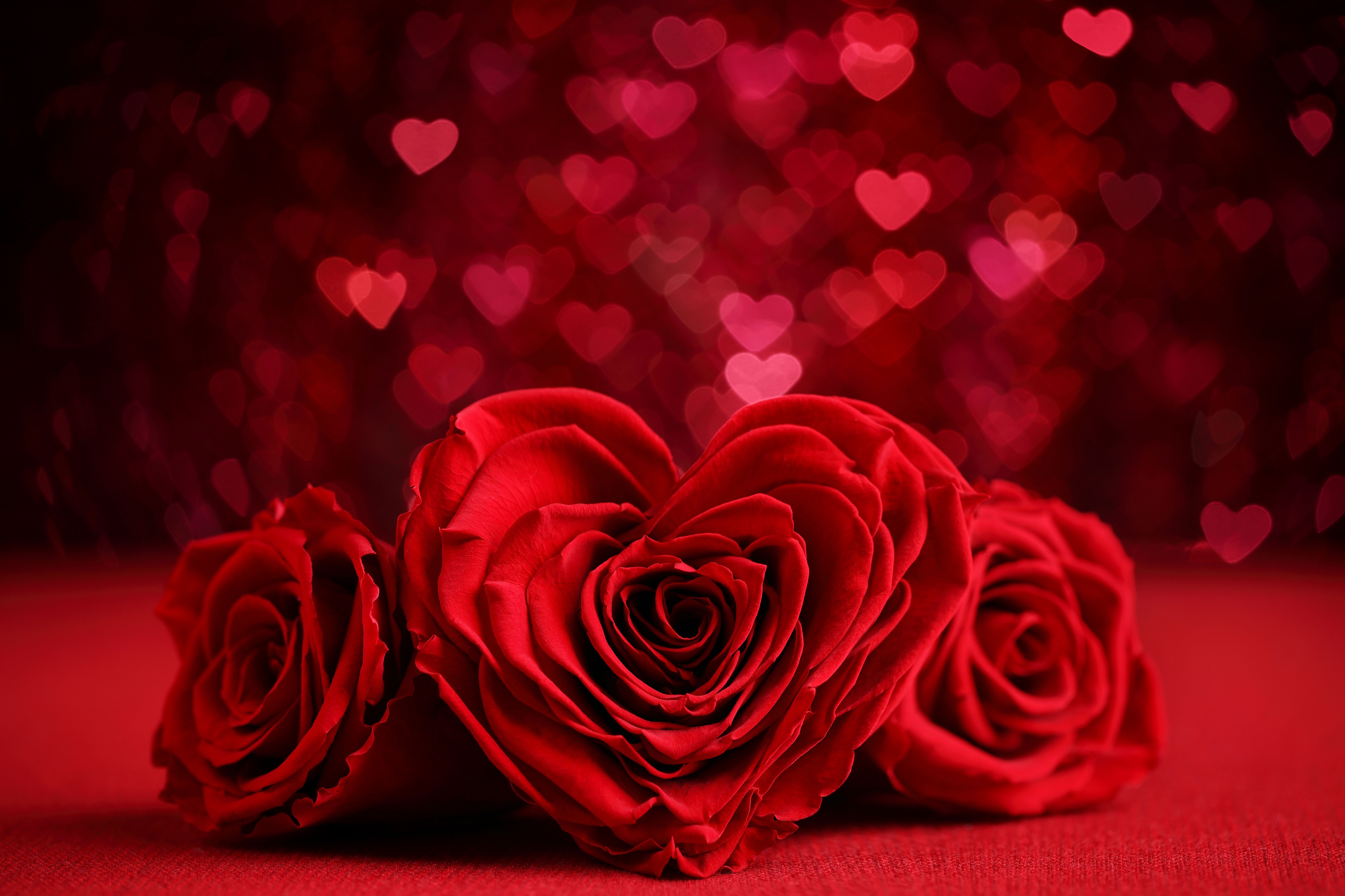 8688x5792 Red Roses HD Ultra Valentine Wallpaper