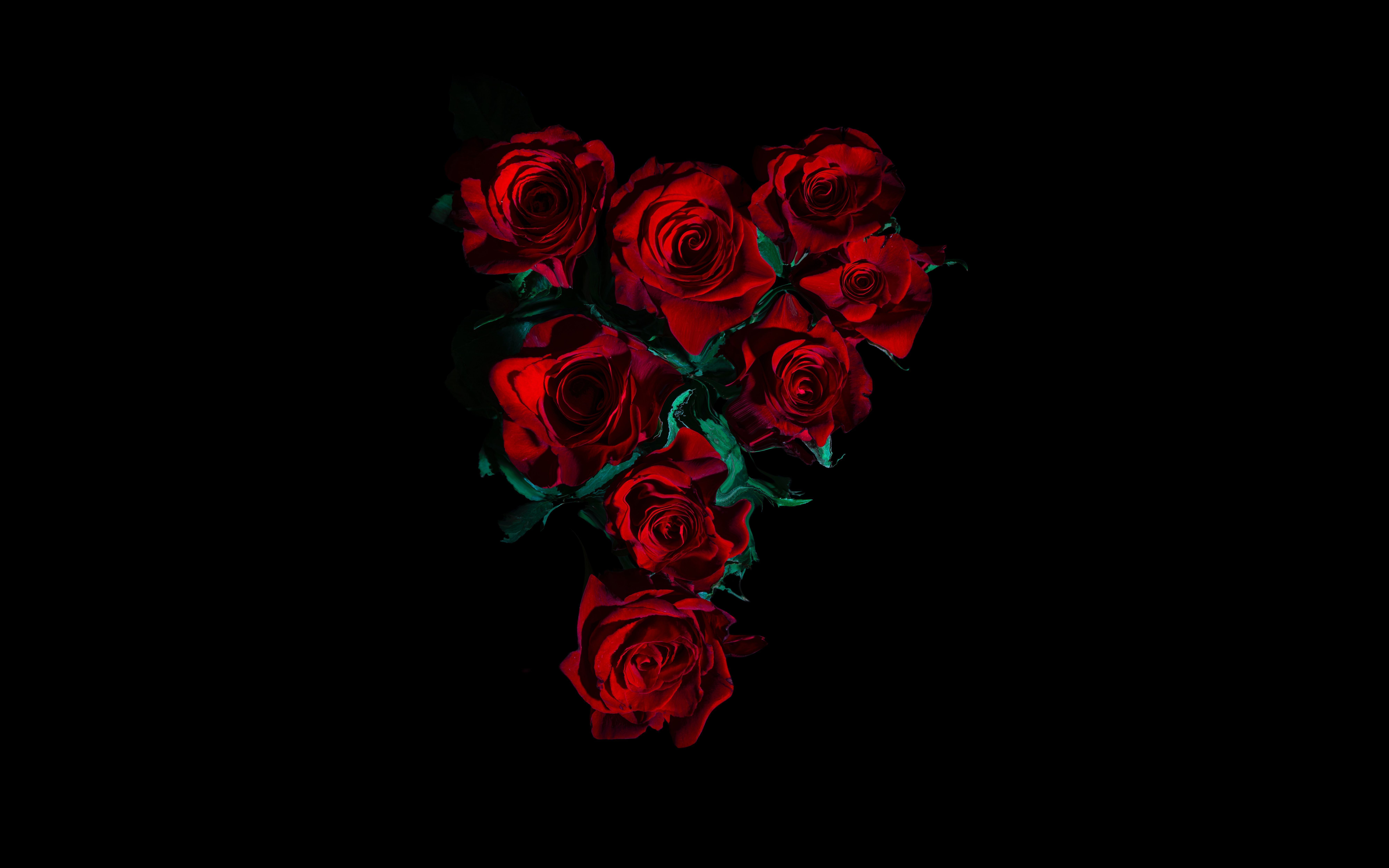 8000x5000 Rose 4k Wallpaper