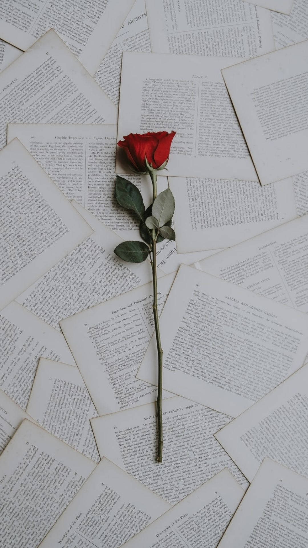 1080x1920 Download Love Aesthetic Rose Wallpaper