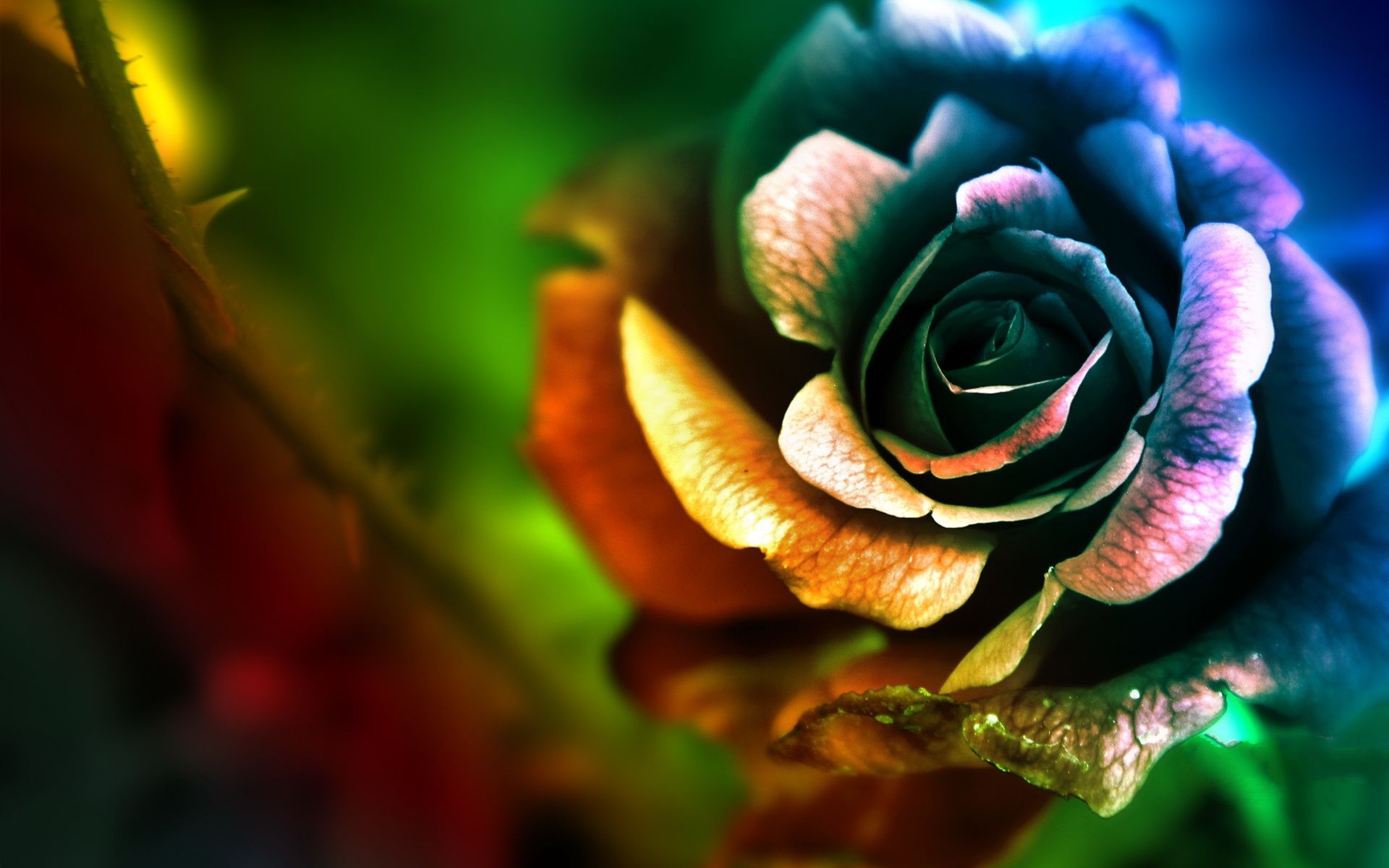 1920x1200 Rose Wallpaper