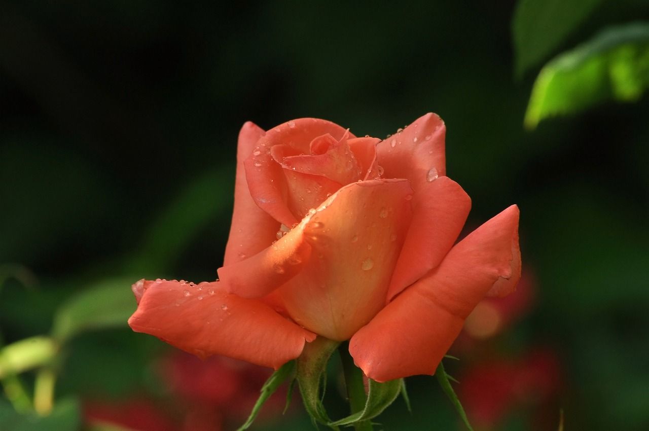 1280x850 Flower Pink Rose