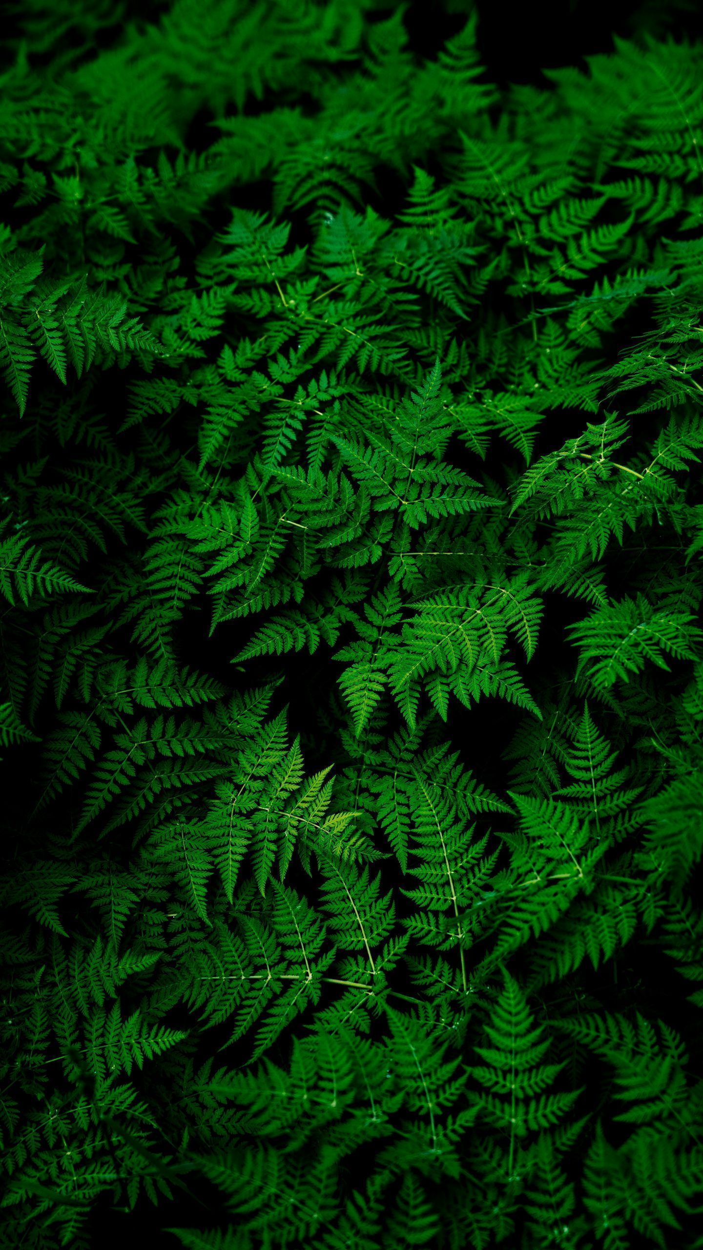 1440x2560 Download wallpaper 1440x2560 leaves