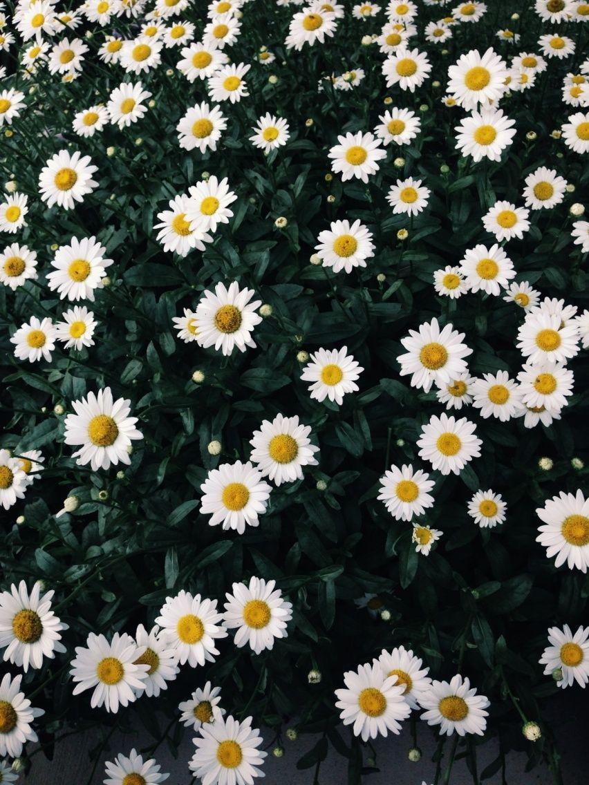 field of daisies vintage