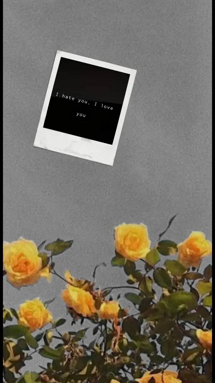 Vsco Flower Wallpapers Top Free Vsco Flower Backgrounds