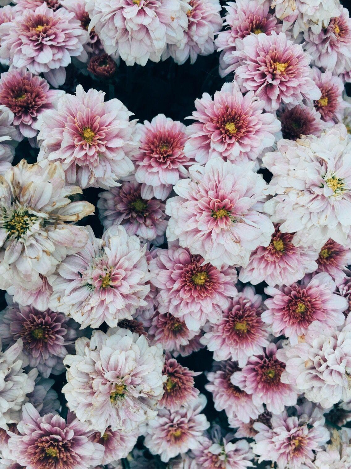 VSCO Flower Wallpapers Top Free VSCO Flower Backgrounds WallpaperAccess