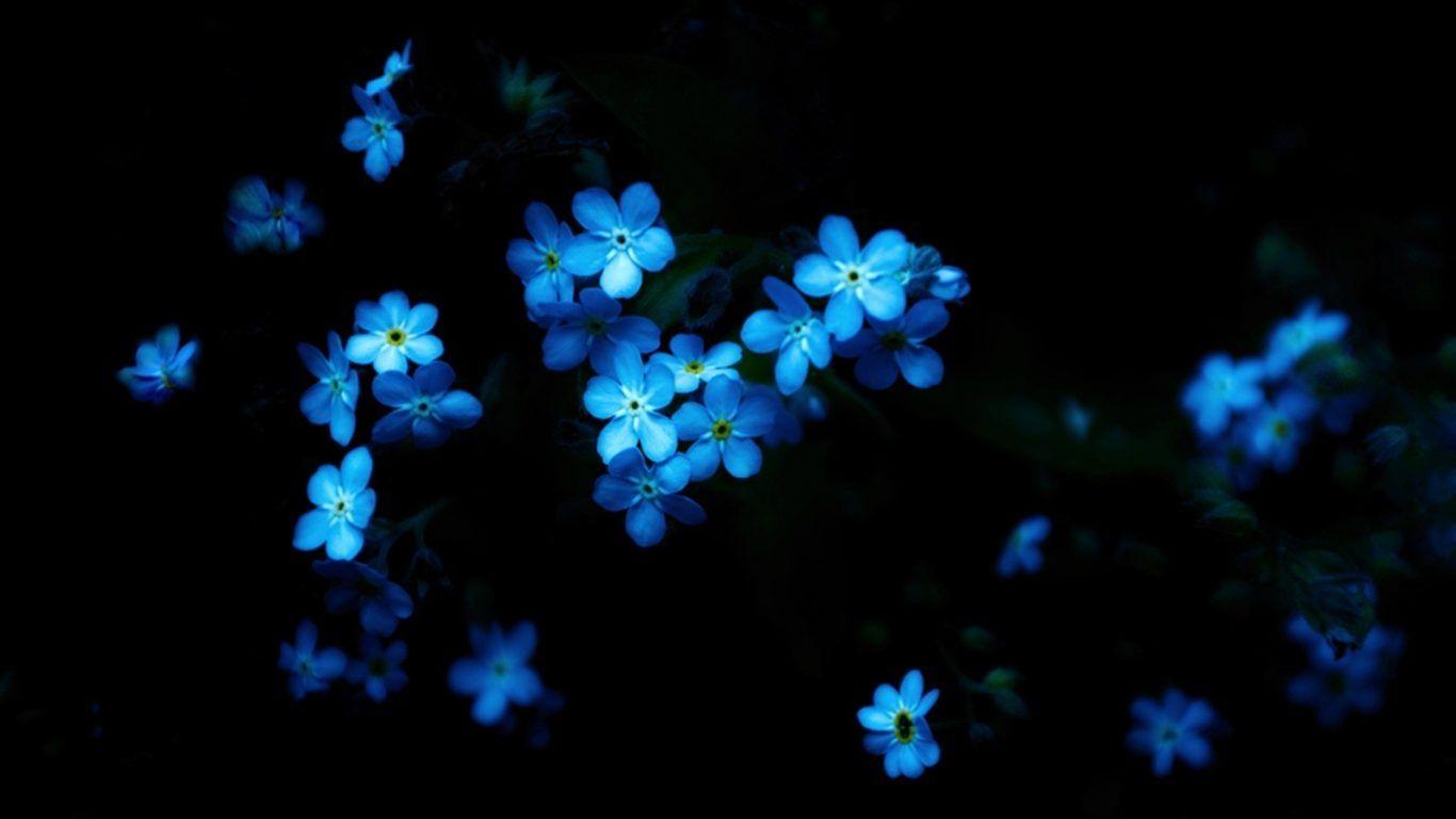 Фон незабудки. Голубые цветы. Синие цветочки. Мелкие синие цветочки. Мелкие цветочки на черном фоне.