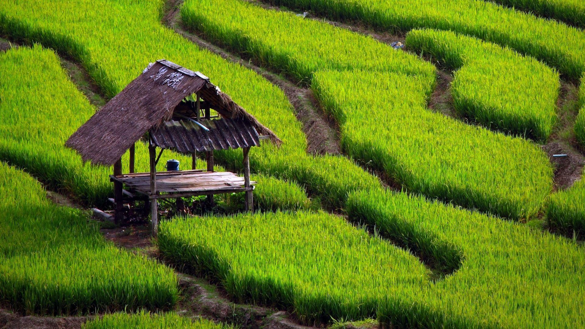1920x1080 Download Wallpaper grass field glass chiang mai thailand