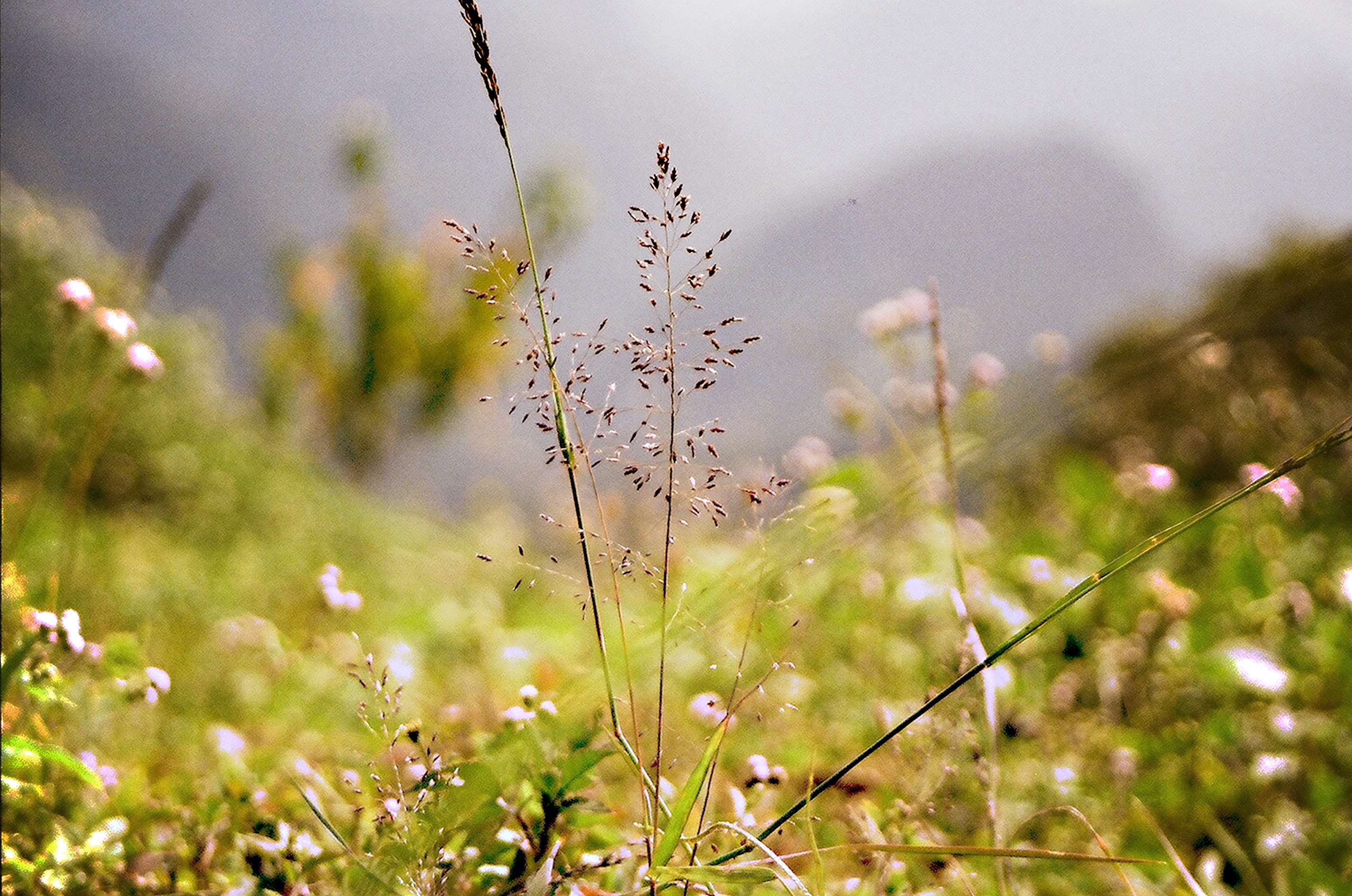 2852x1892 chiang mai, film, flower, mountain, thailand