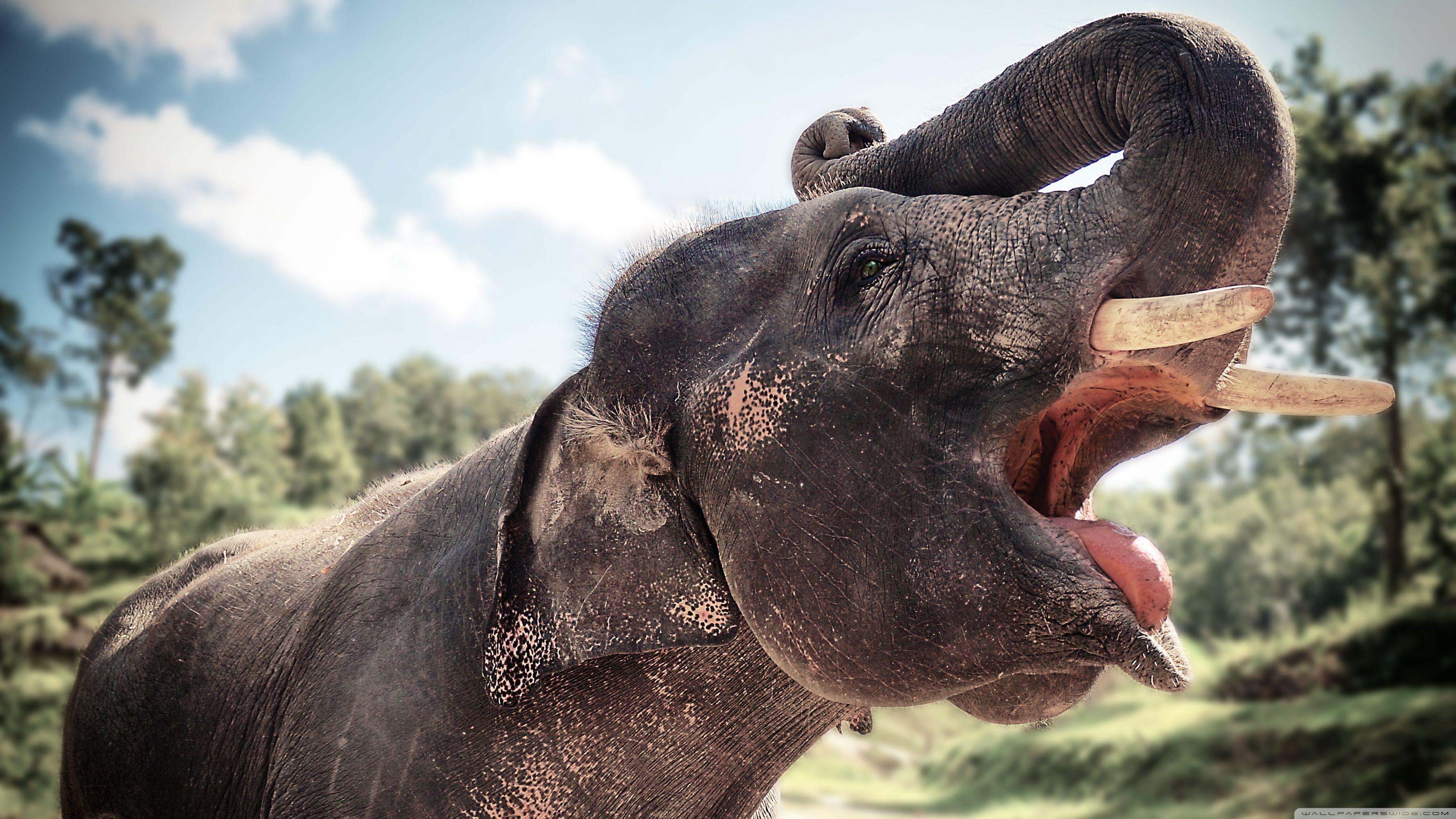 3554x1999 Elephant In Chiang Mai, Thailand ❤ 4K HD Desktop Wallpaper