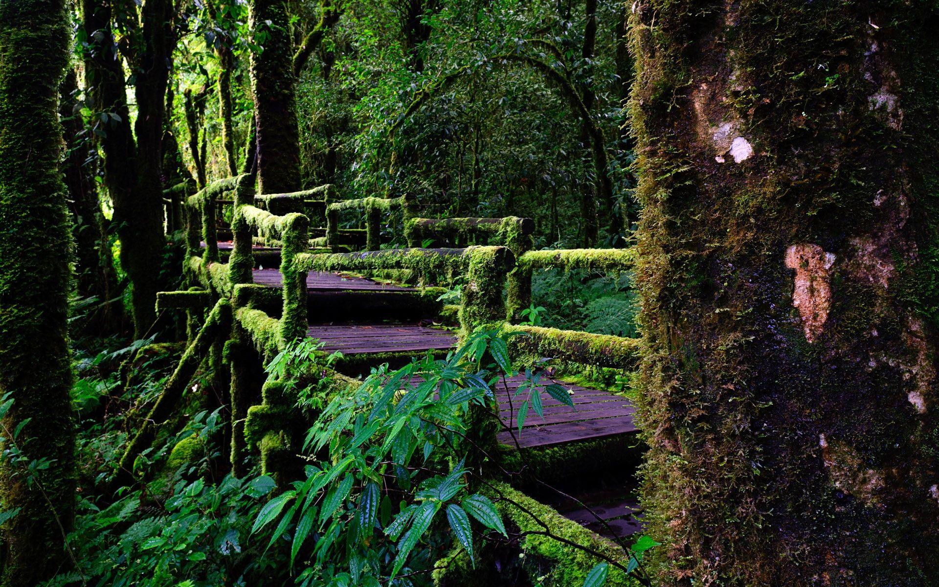 1920x1200 HD wallpaper: Chiang Mai, Thailand, Chiang Dao Mountain