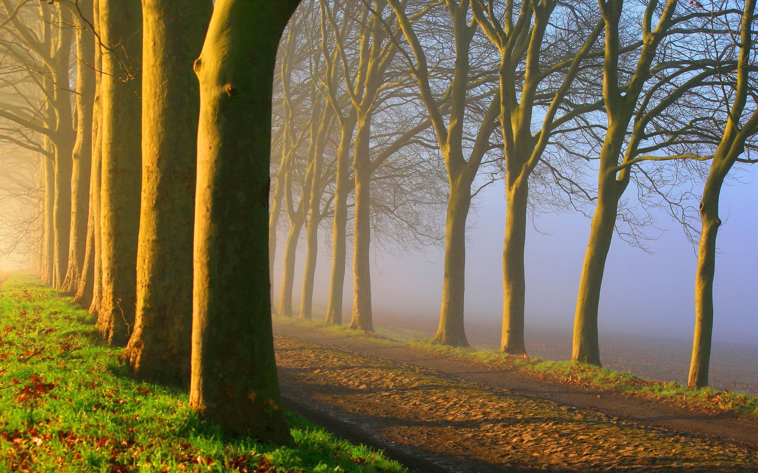 2560x1600 Foggy road sunrise
