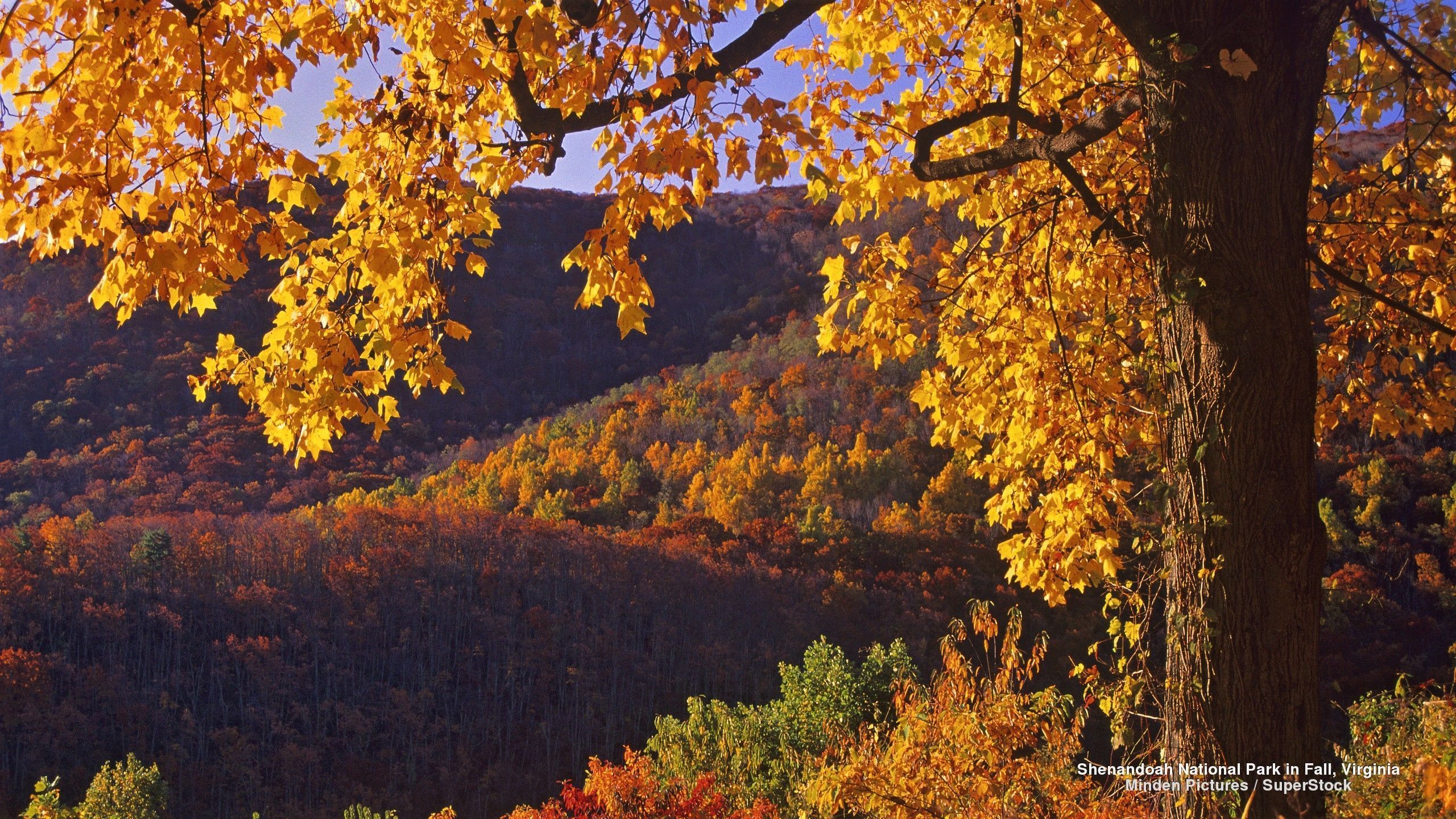 2560x1440 Shenandoah National Park Fall Colors