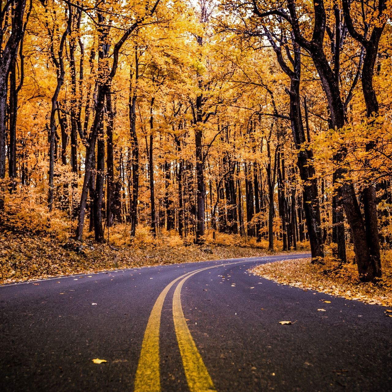 1280x1280 Shenandoah National Park Wallpaper 4K