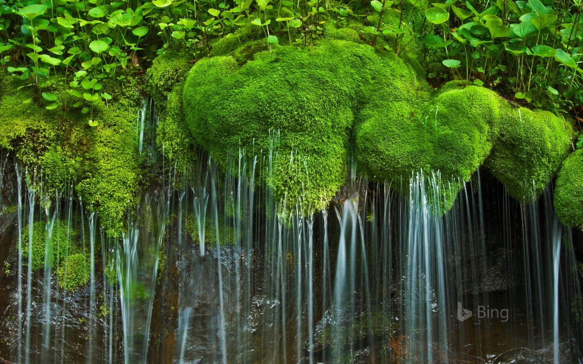 1920x1200 Waterfall and moss, Shenandoah National