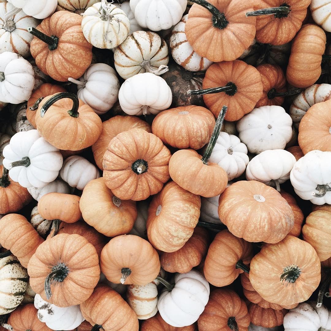 Aesthetic Pumpkin Wallpapers Top Những Hình Ảnh Đẹp