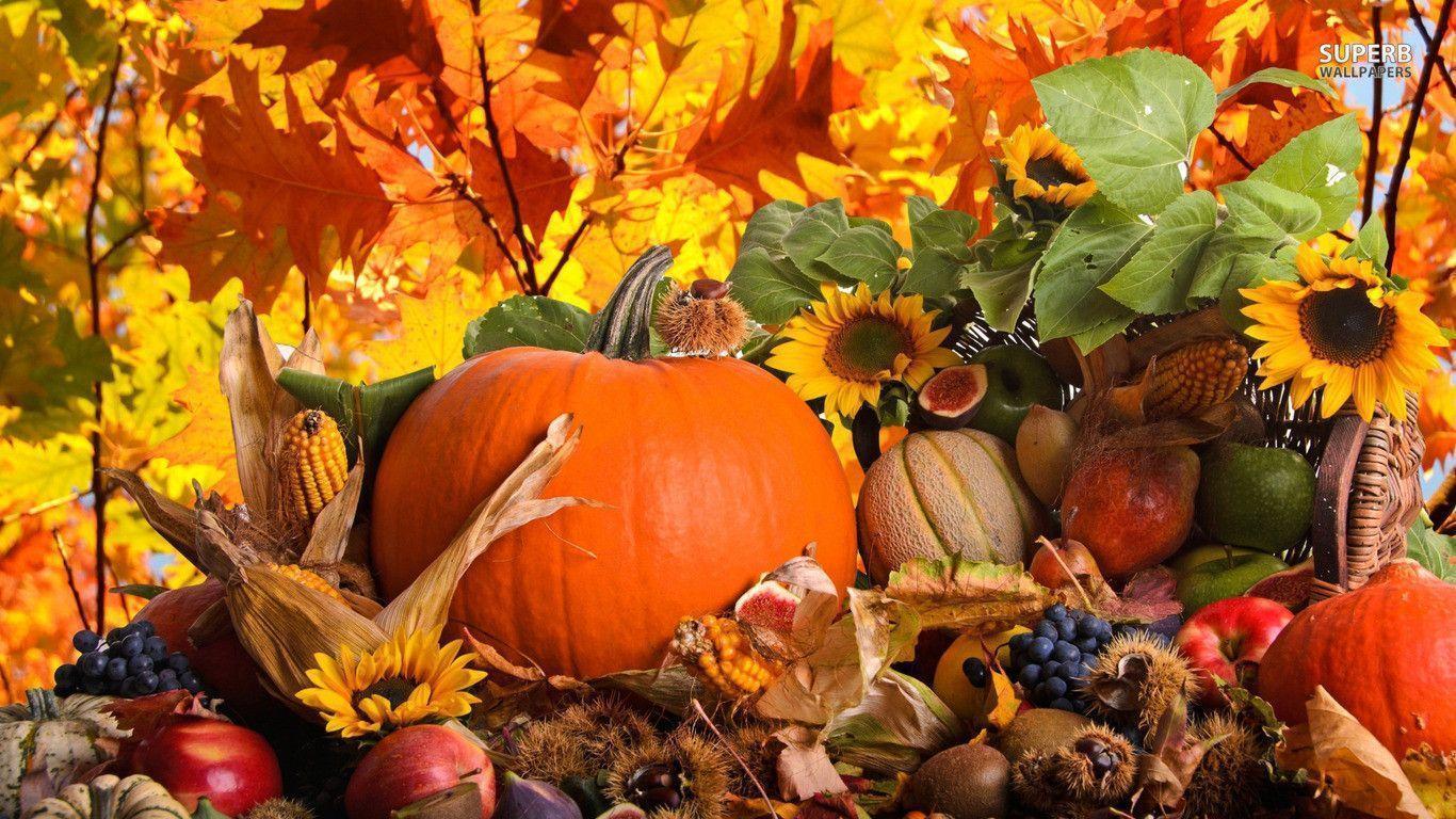 1366x768 Fall Harvest Wallpaper