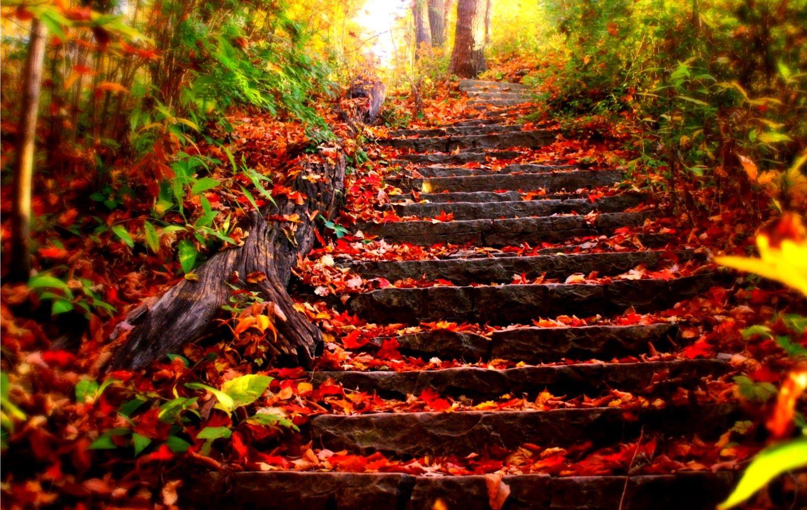 Amazing Fall Wallpapers - Top Free Amazing Fall Backgrounds ...