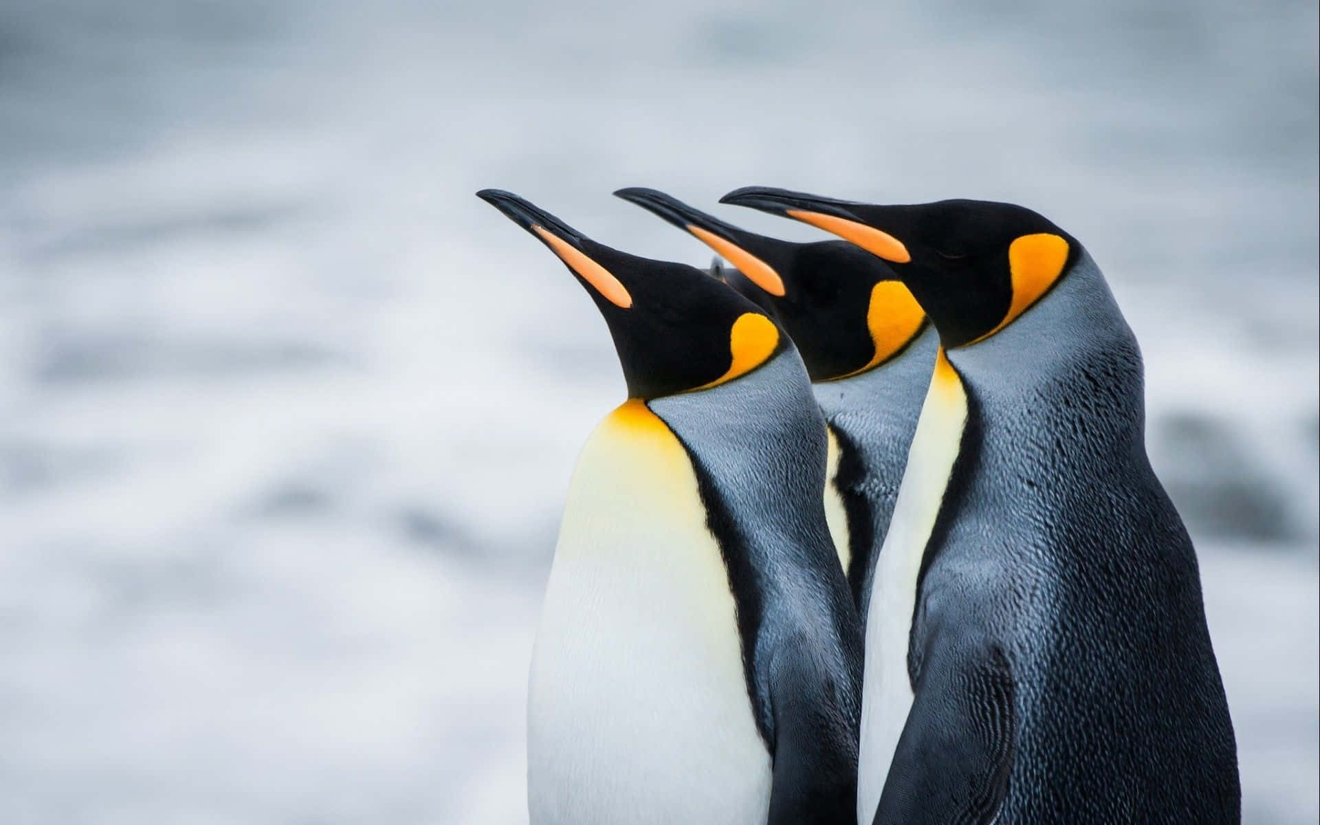 1920x1200 Penguin Background