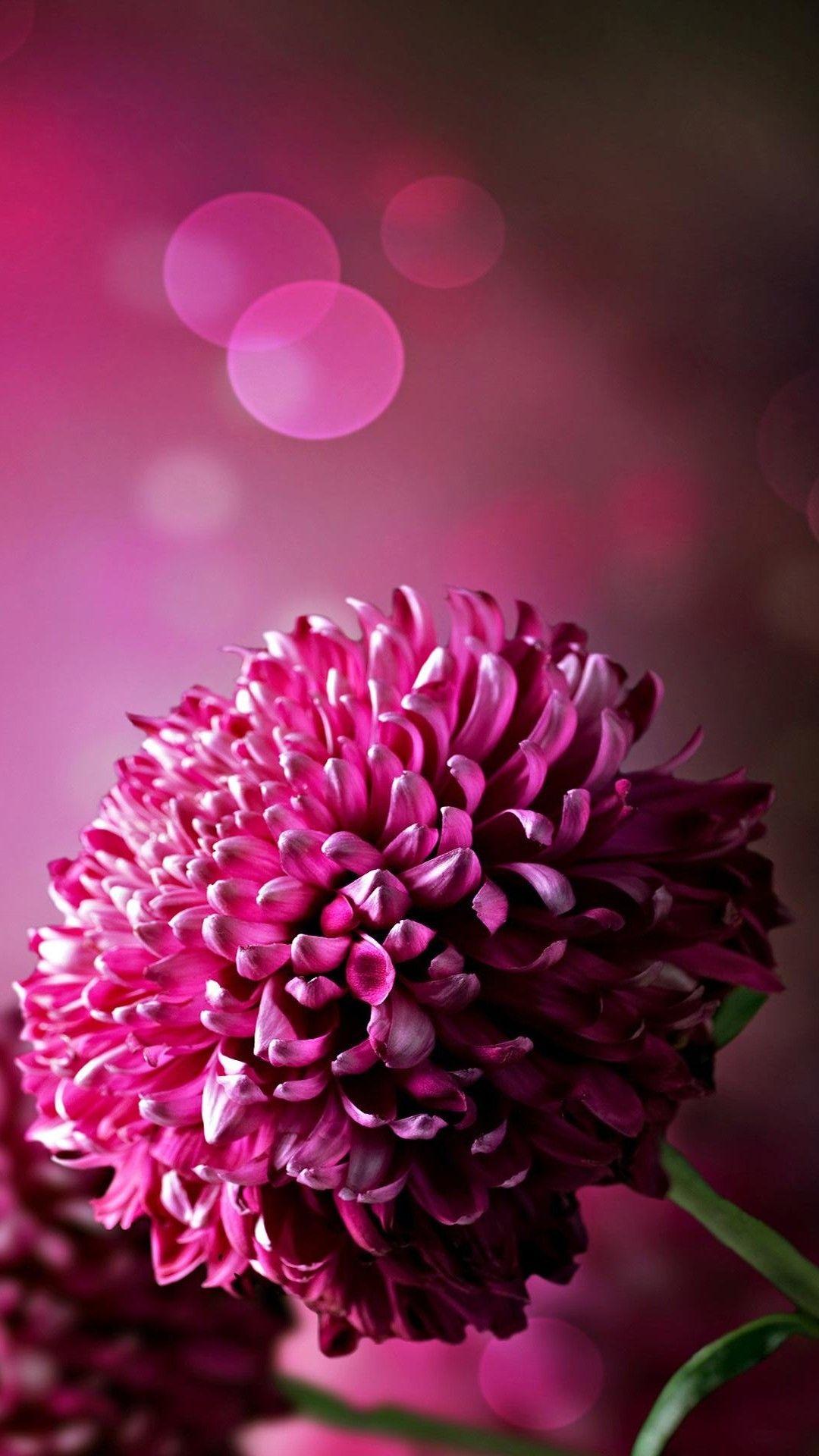 All Flowers Wallpapers - Top Free All Flowers Backgrounds - WallpaperAccess