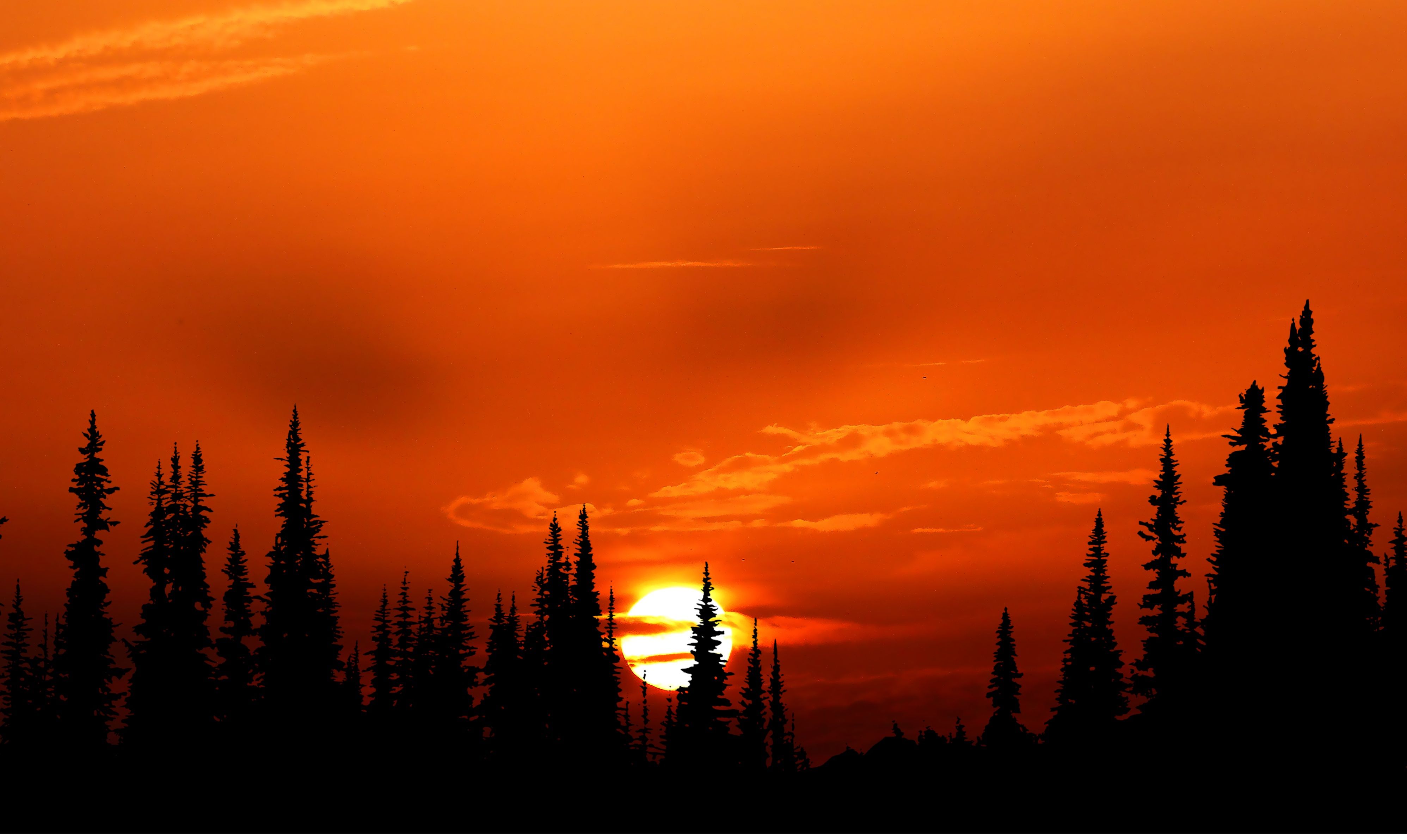 3992x2384 Orange Nature Wallpaper