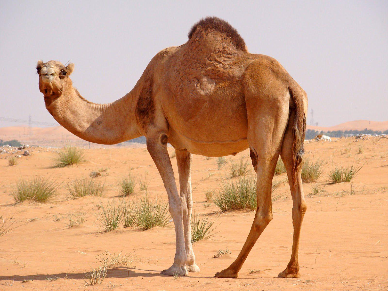 Camel Desktop Wallpapers Top Free Camel Desktop Backgrounds Wallpaperaccess