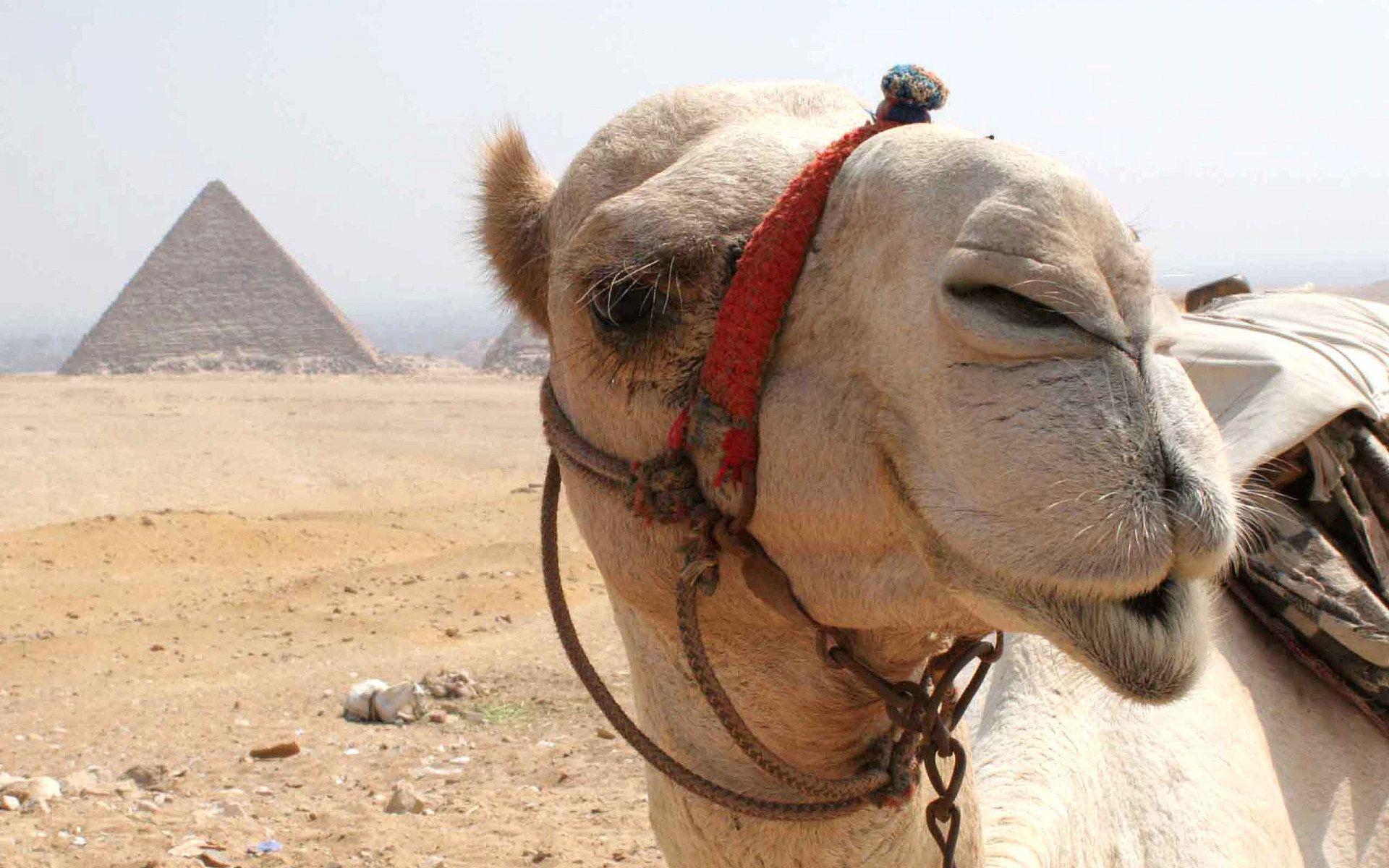 1920x1200 HD Camel Wallpaper