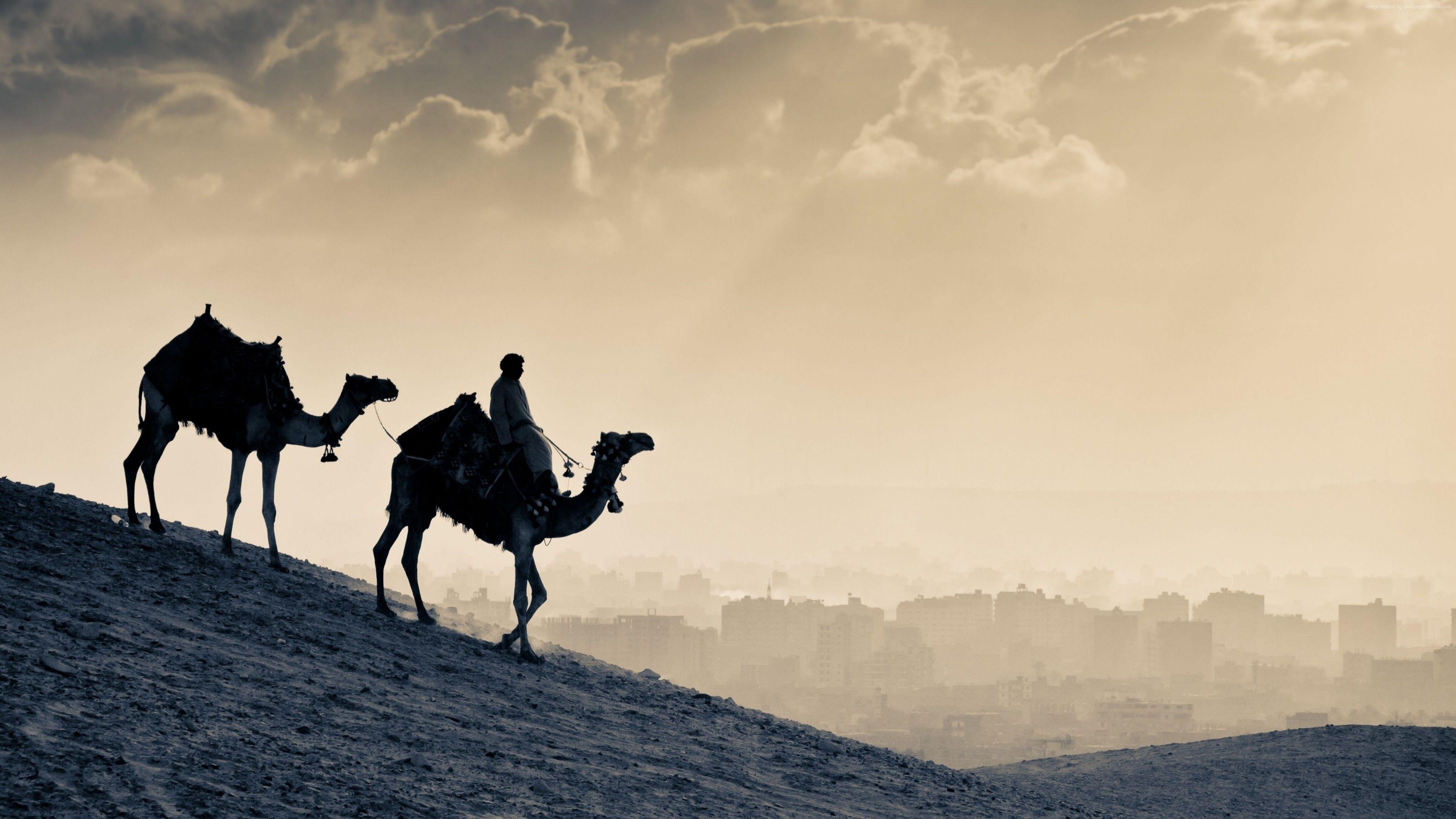3840x2160 Desert Sunset And A Camel Ride Animal HD Wallpaper