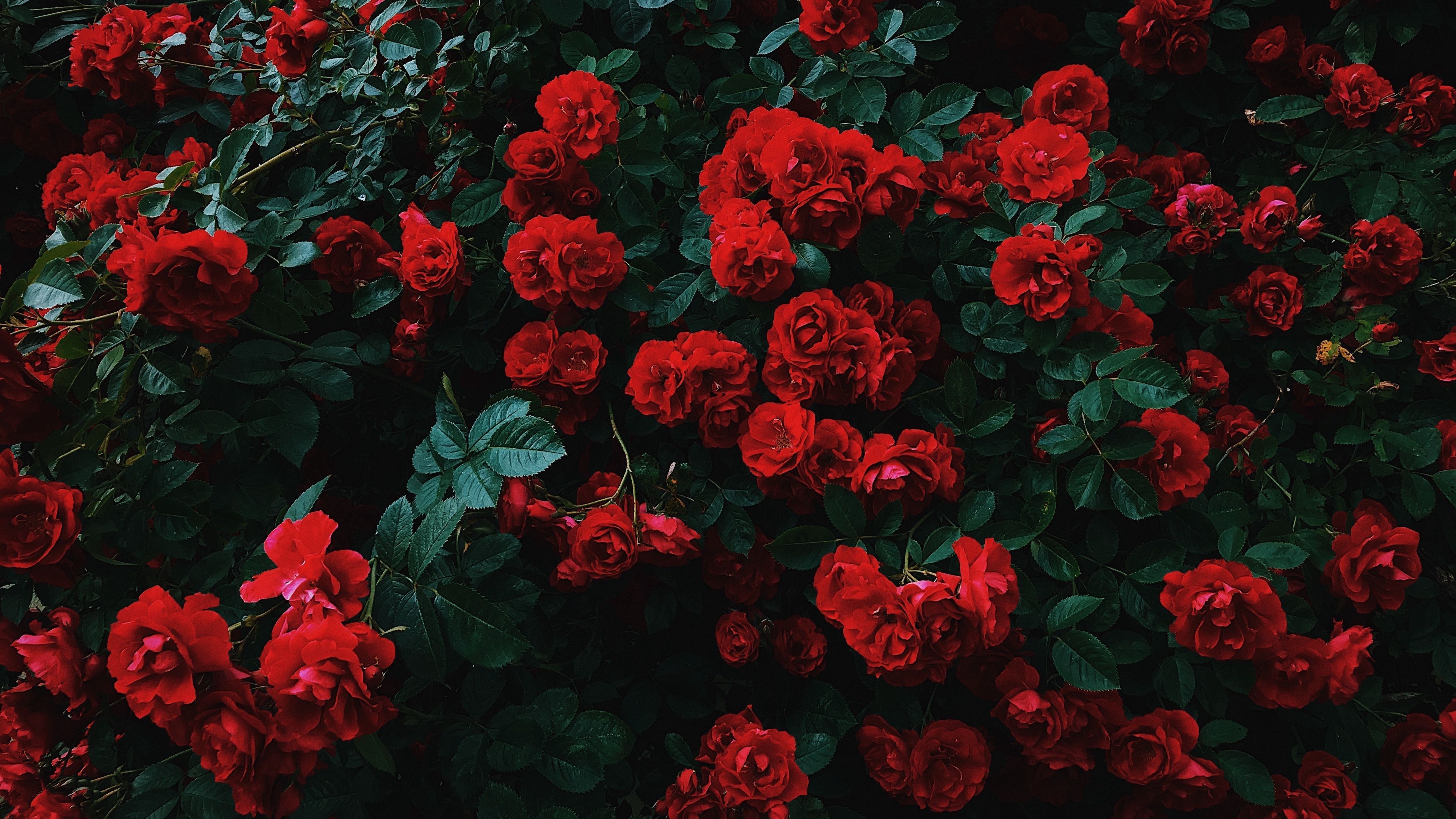 3840x2160 Roses Bush 4K wallpaper. Wallpaper