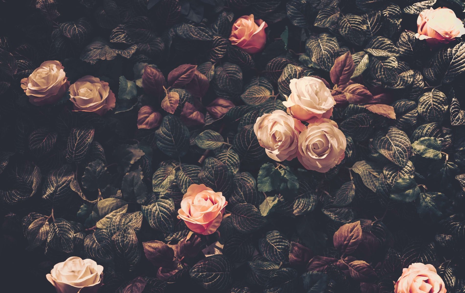 1901x1200 Vintage rose bush