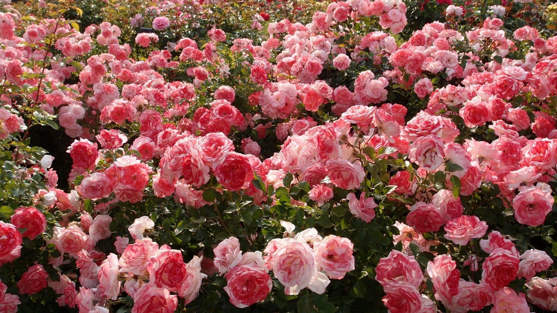 1920x1080 Download Pink Flower Bush Rose Flower