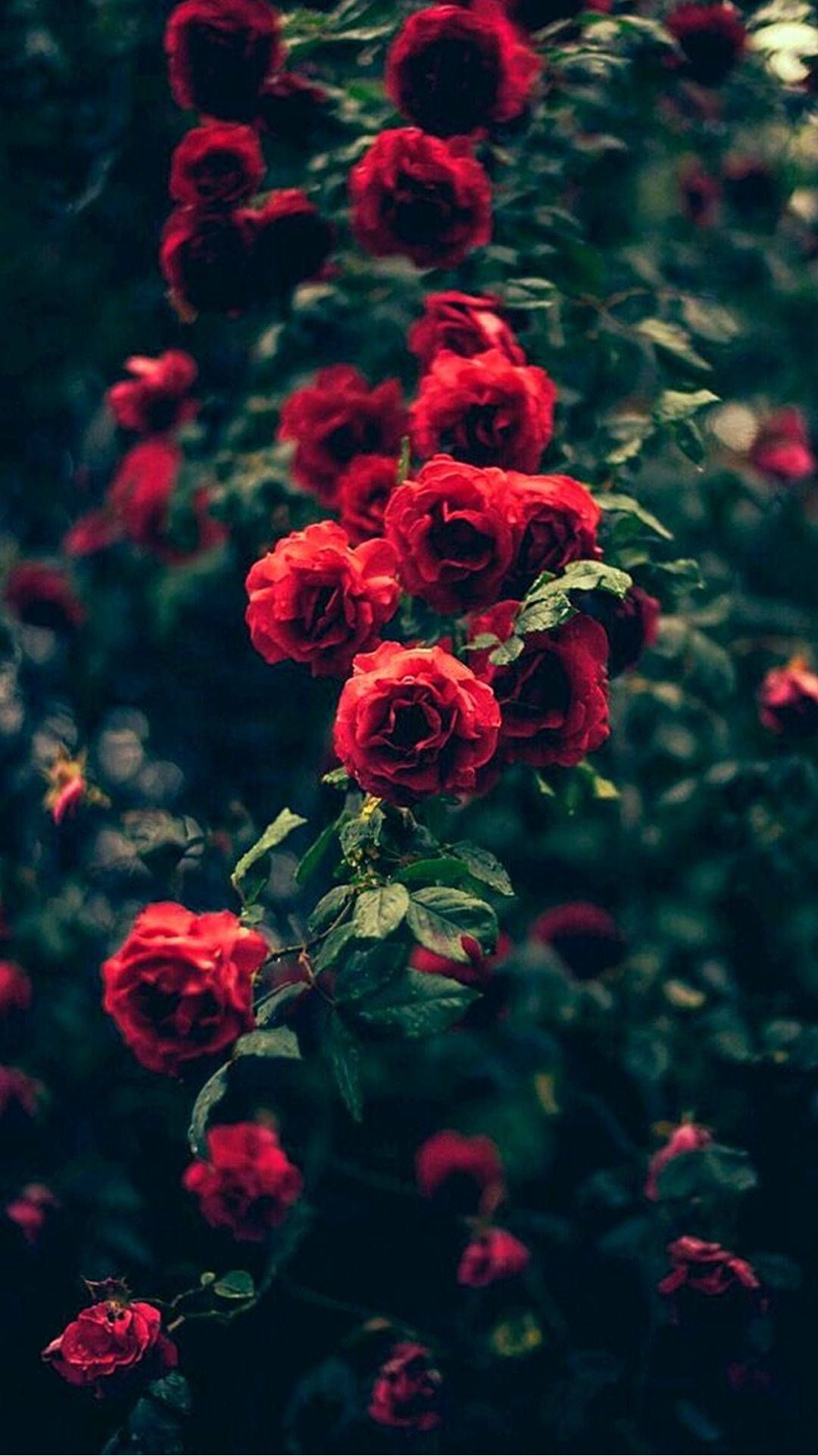 1080x1920 Download free Red Rose Bush With Green
