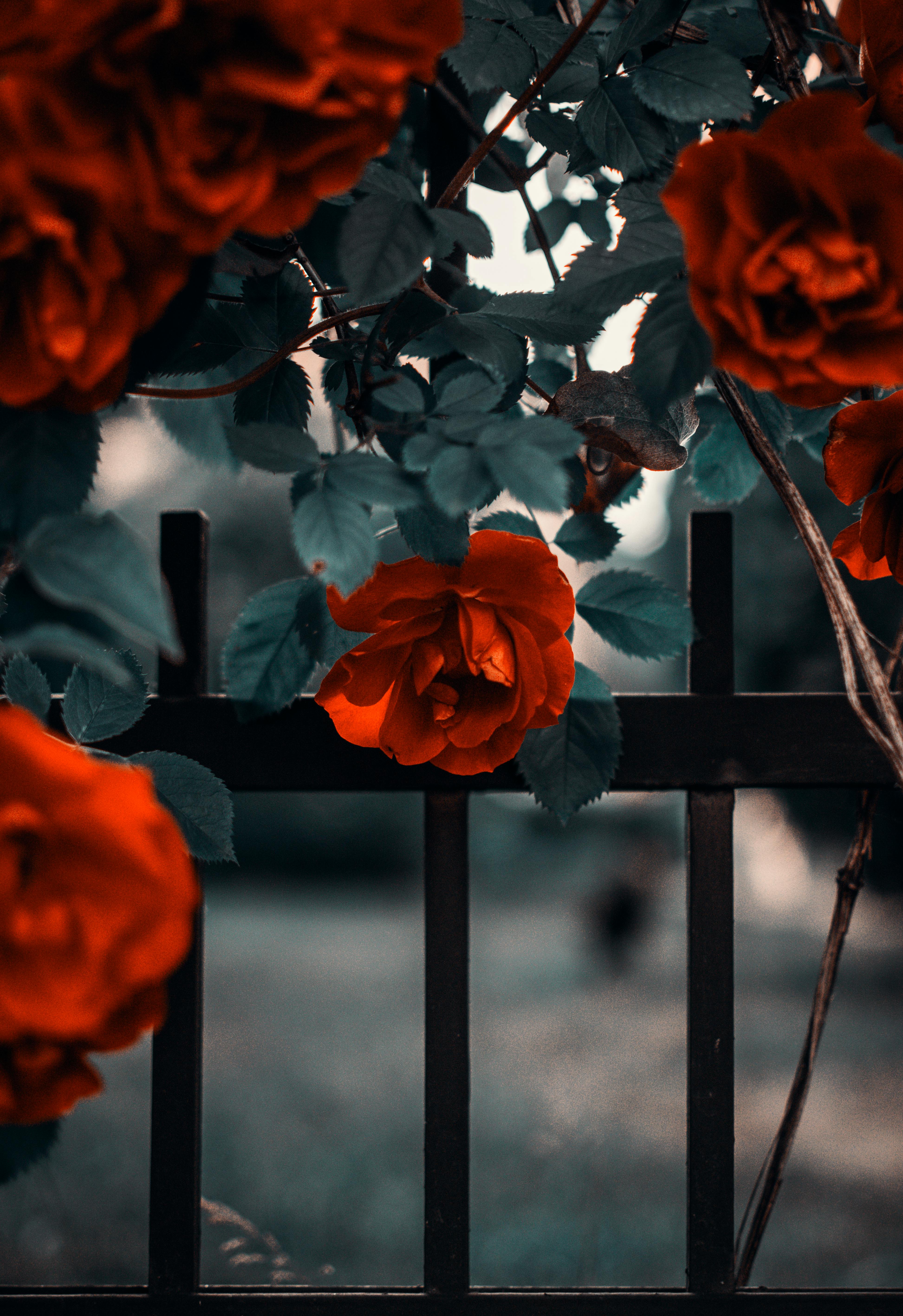 3890x5671 Best Rose Wallpaper Photo
